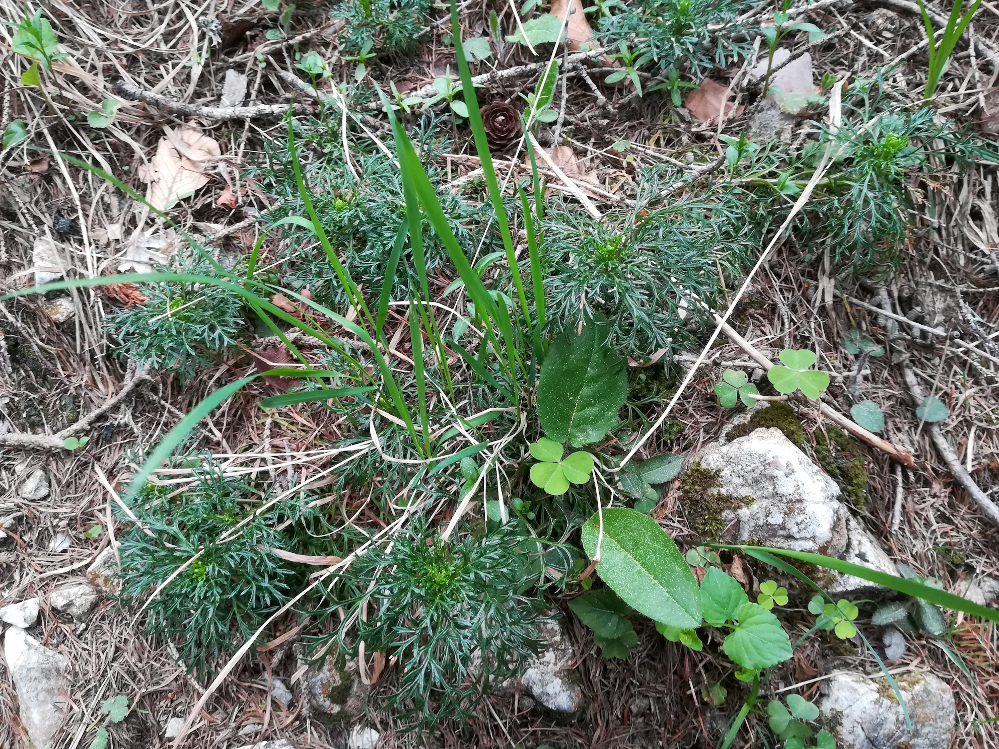 schneeberg_cf. papaver alpinum_20180430_141246.jpg