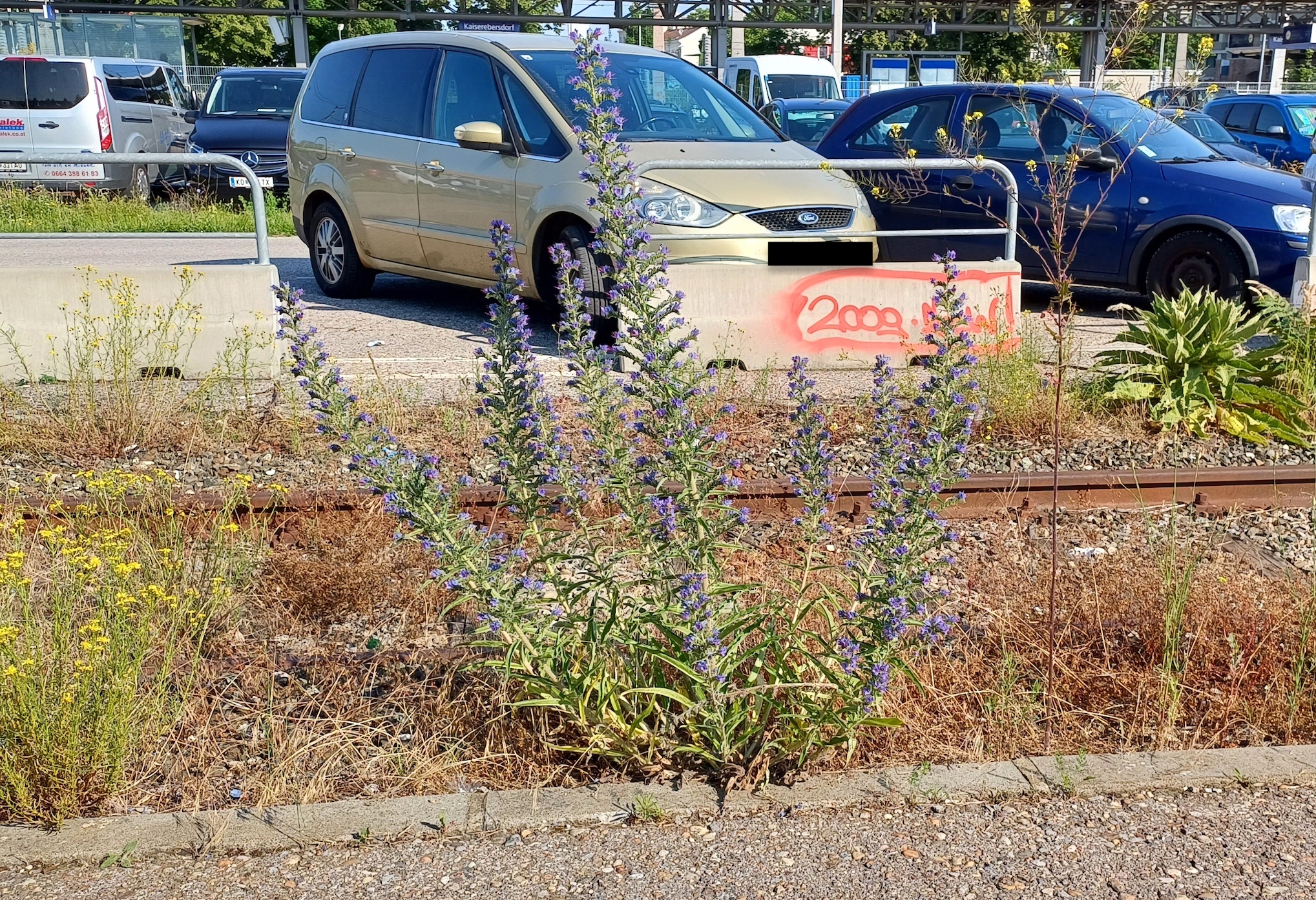 echium vulgare mastexemplar bhf kaiserebersdorf 20230616_083809.jpg