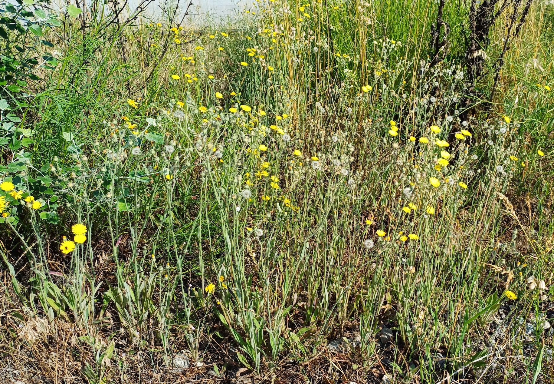 hieracium echioides bhf kaiserebersdorf 20230616_090433.jpg