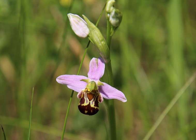 Kltg - 13062023 - (128) - Ophrys apifera - Bienen-Ragwurz.JPG