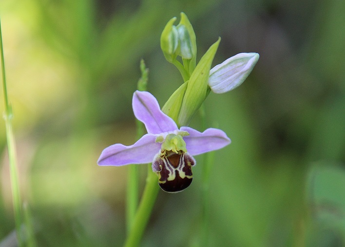 Kltg - 13062023 - (149) - Ophrys apifera - Bienen-Ragwurz.JPG