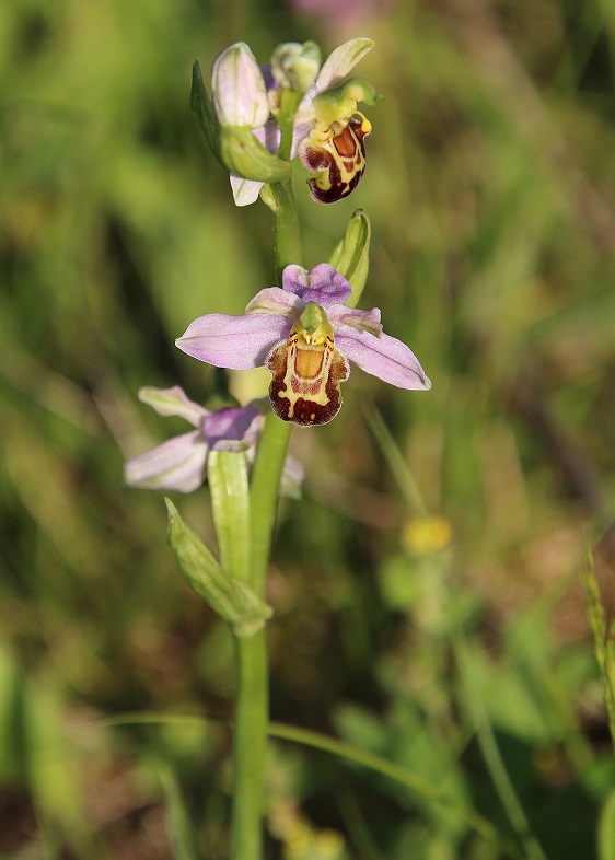 Kltg - 13062023 - (223) - Ophrys apifera - Bienen-Ragwurz.JPG