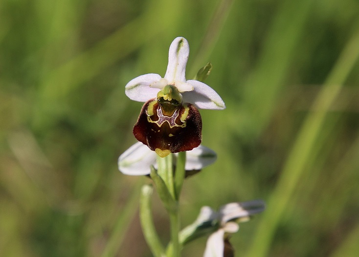 Kltg - 13062023 - (133) - Ophrys holoserica - Hummel-Ragwurz.JPG