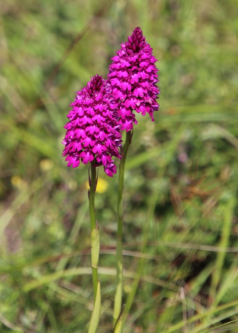 Spitzerberg - 15062023 - (261) - Anacamptis pyramidalis - Kamm-Hundswurz.JPG