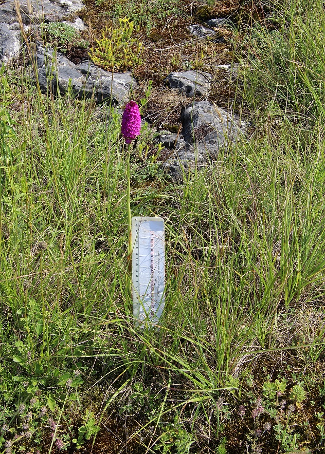 Spitzerberg - 15062023 - (262) - Anacamptis pyramidalis - Kamm-Hundswurz.JPG