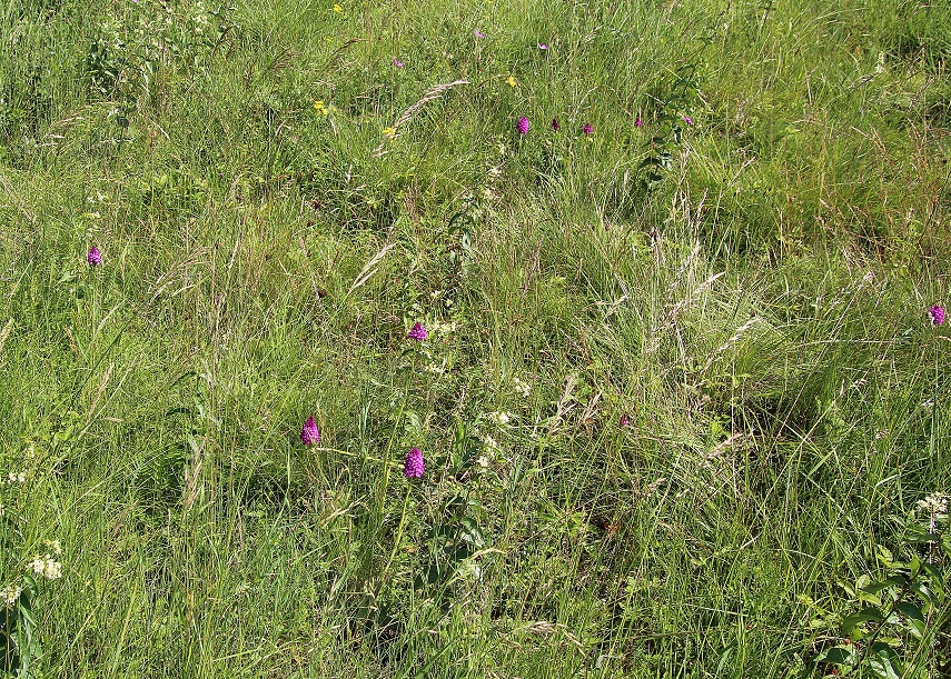 Spitzerberg - 15062023 - (263) - Anacamptis pyramidalis - Kamm-Hundswurz.JPG