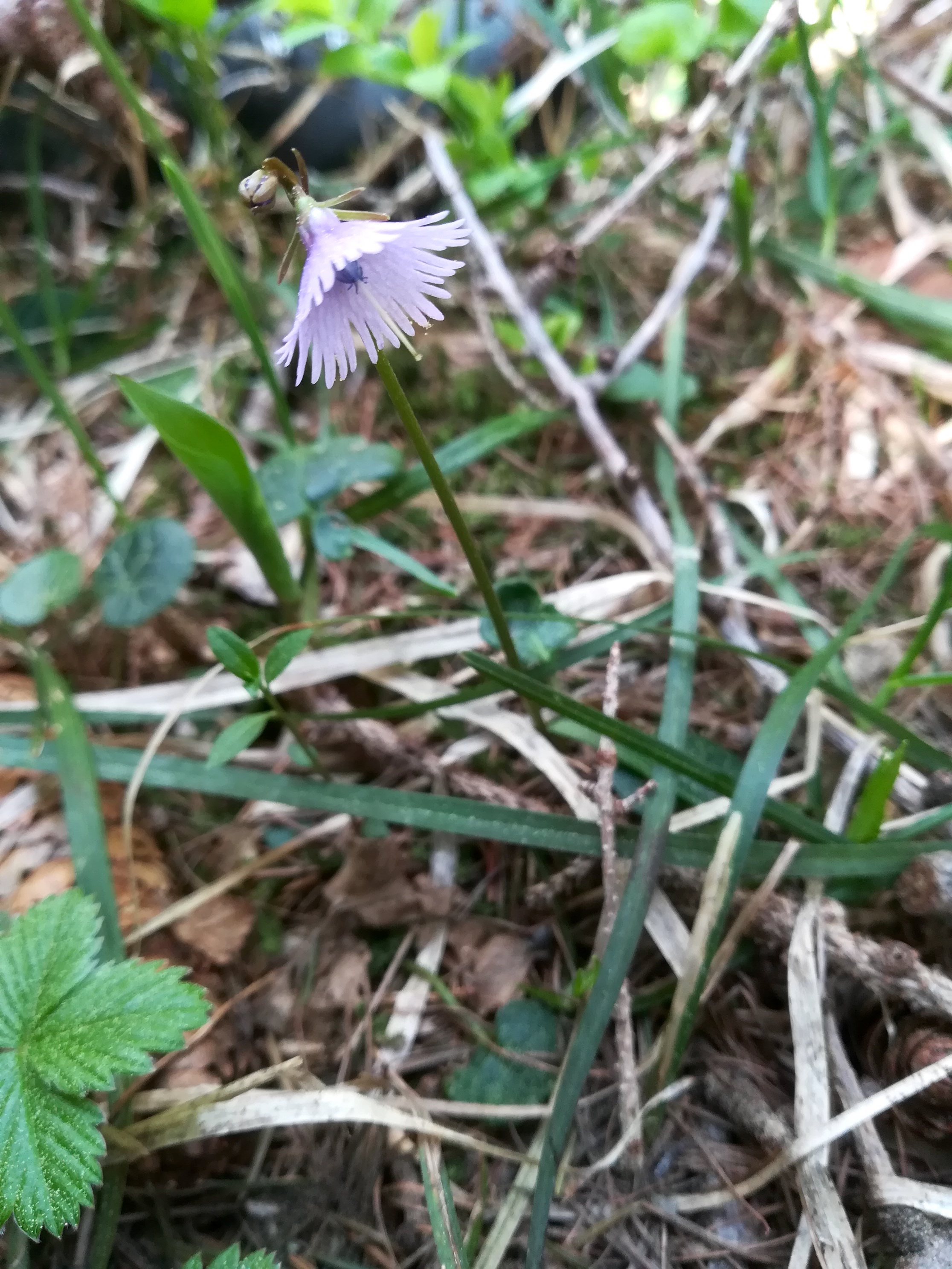 schneeberg_soldanella alpina_20180430_131601.jpg