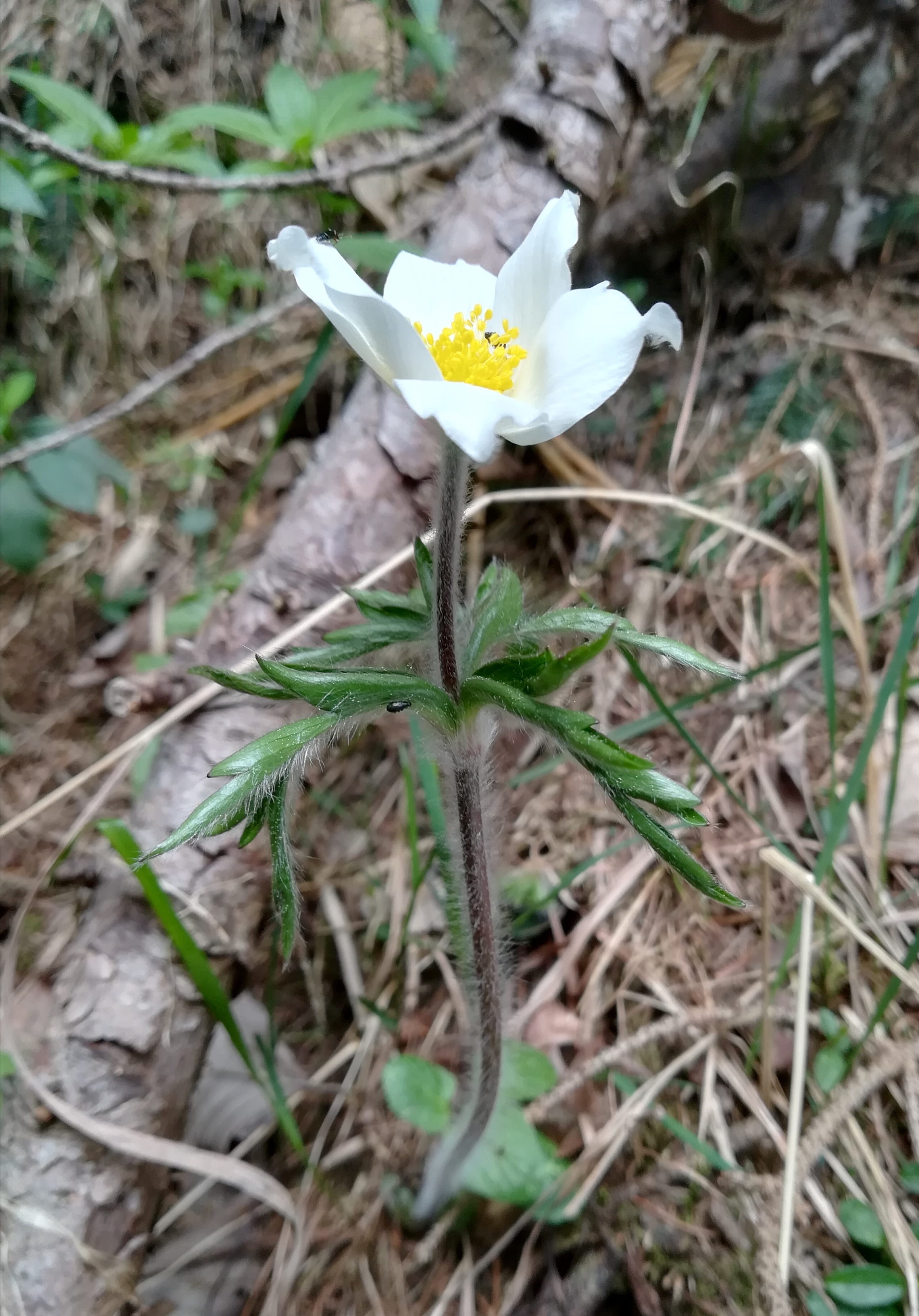 schneeberg_pulsatilla alpina subsp. schneebergensis_20180430_171917.jpg
