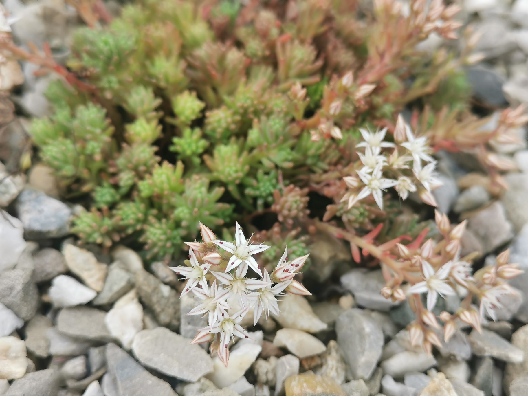 Sedum pallidum_Wien_in Kultur zuhause_klein.jpg