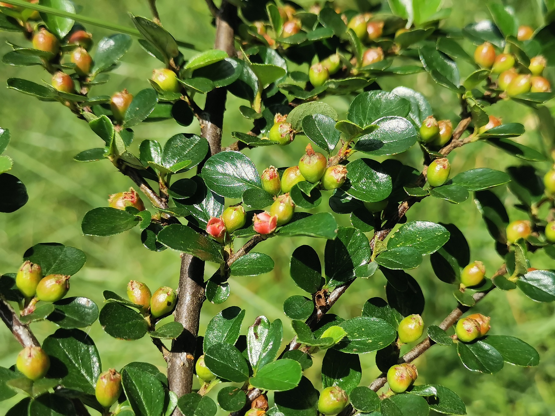 Cotoneaster apiculatus_Gaspoltshofen.jpg