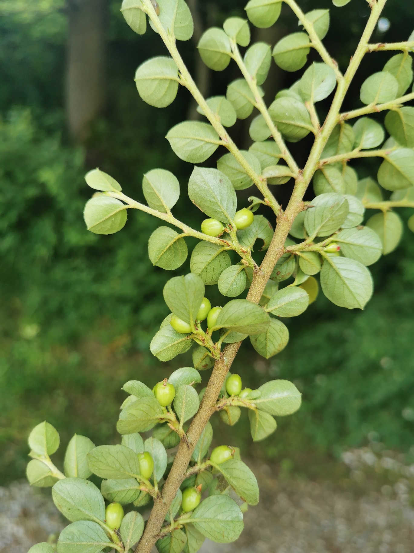 Cotoneaster apiculatus_Gaspoltshofen_Ast.jpg