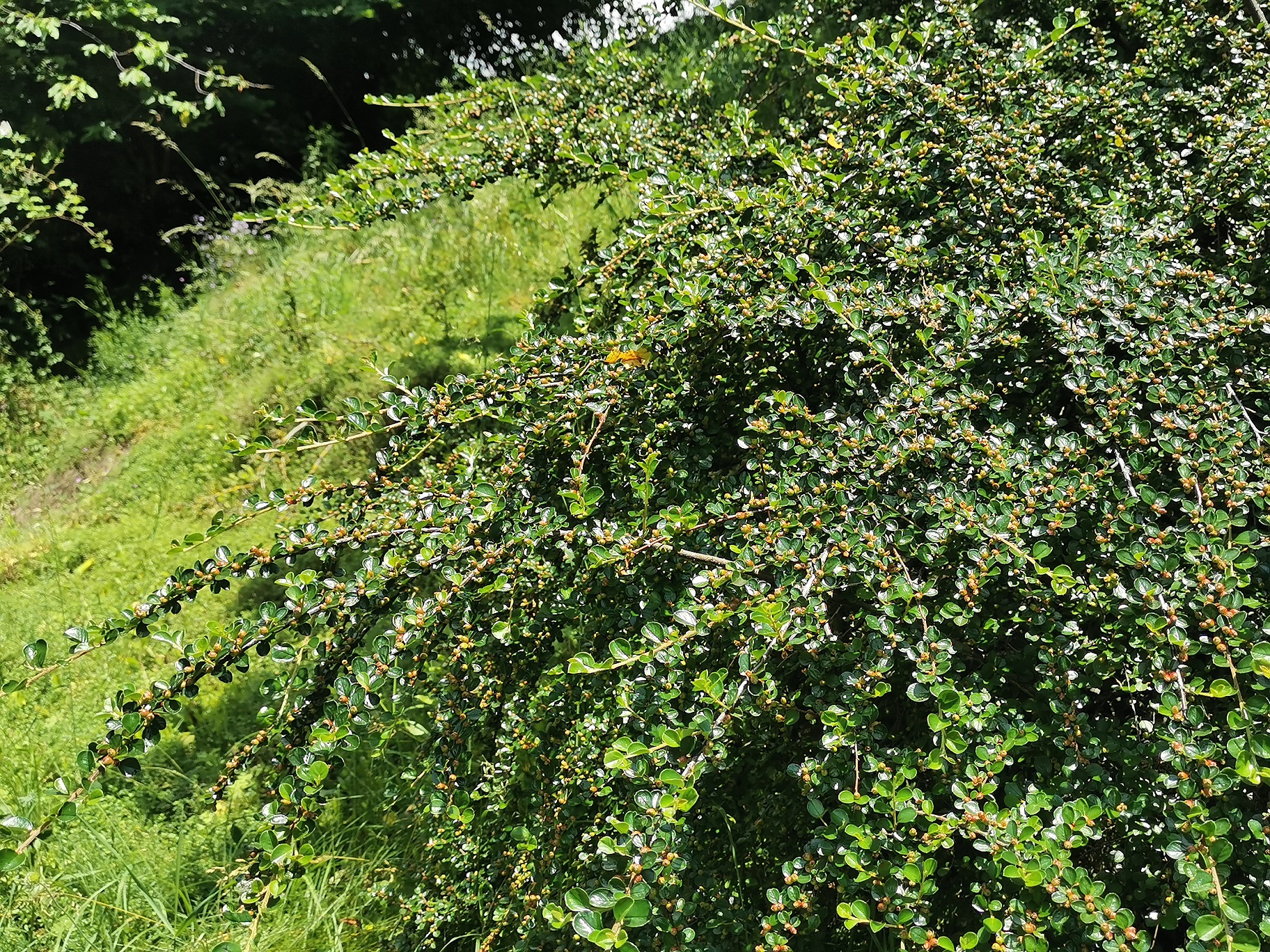 Cotoneaster apiculatus_Gaspoltshofen_Strauch.jpg