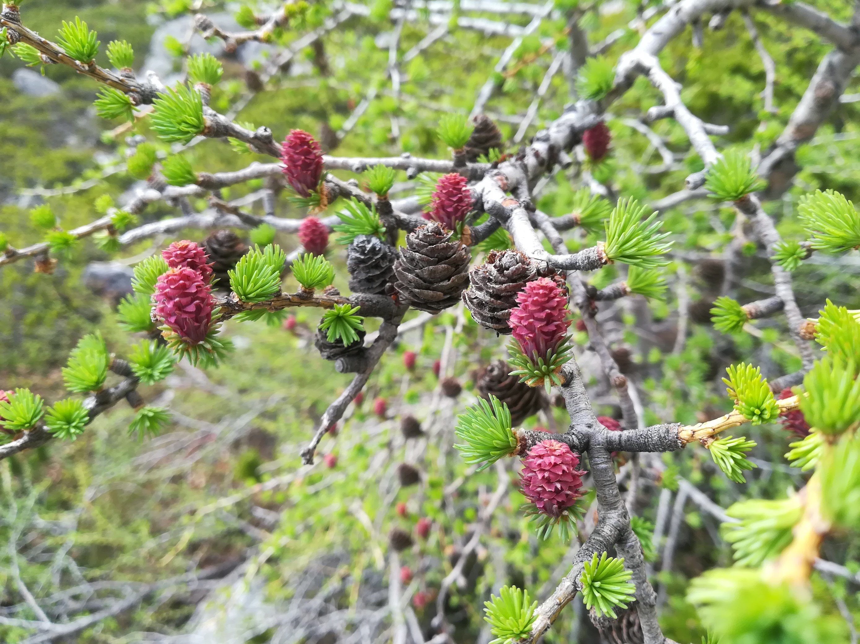 schneeberg_larix decidua_20180430_114733.jpg