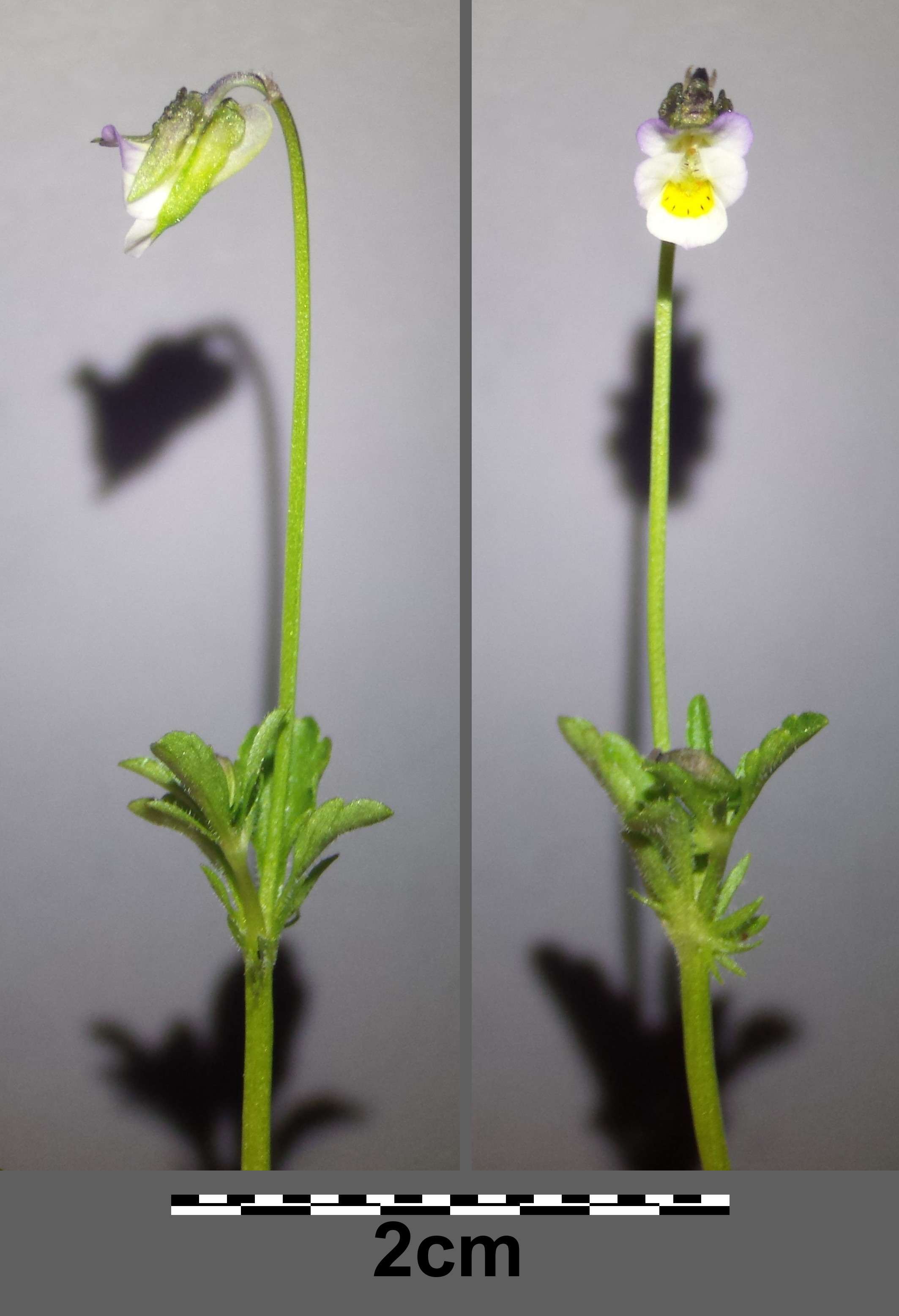 Viola kitaibeliana Mikro1.jpg