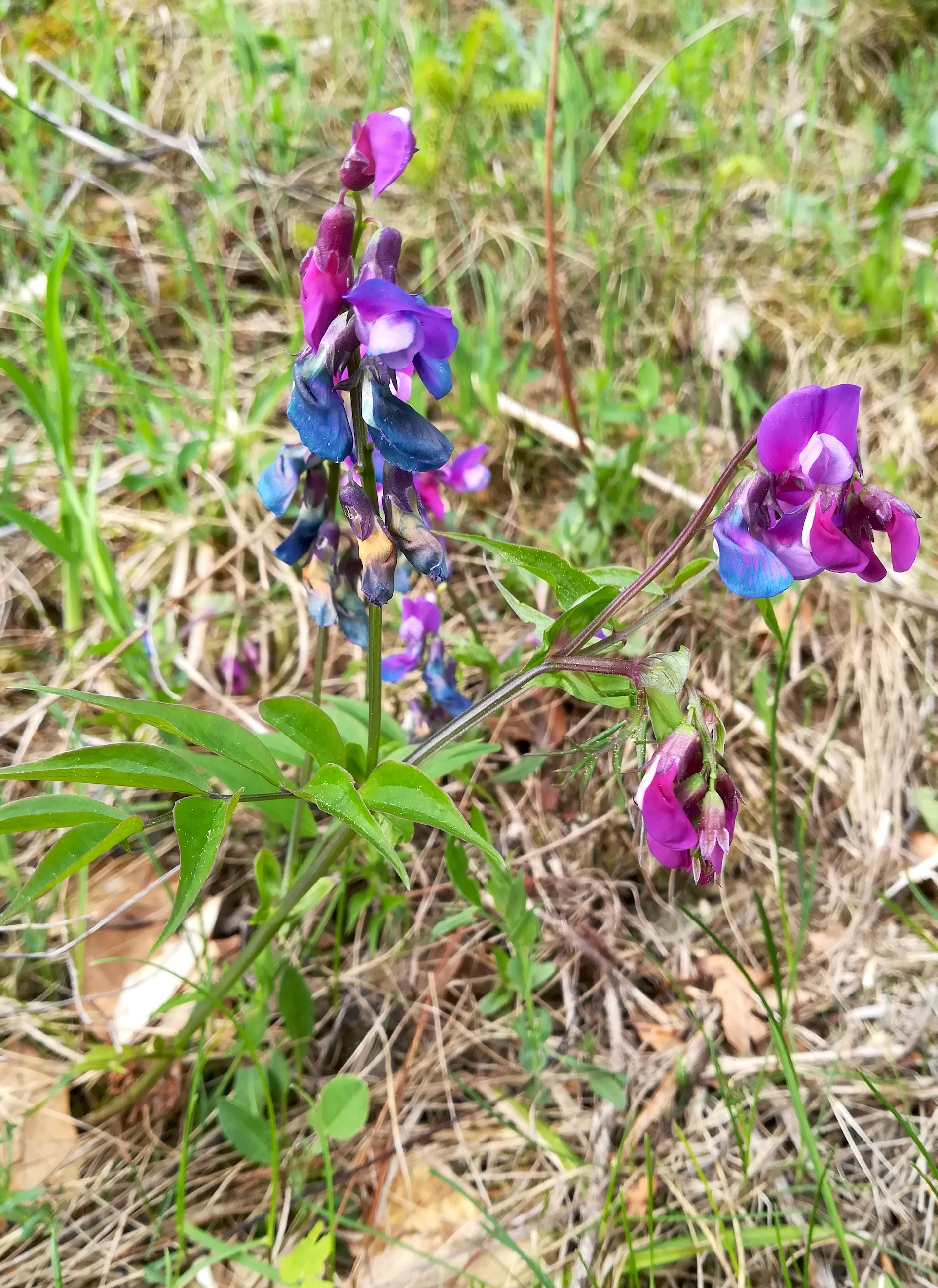 schneeberg_lathyrus vernus_20180430_085041.jpg