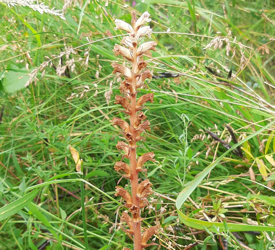 Orobanche sp 230622.png