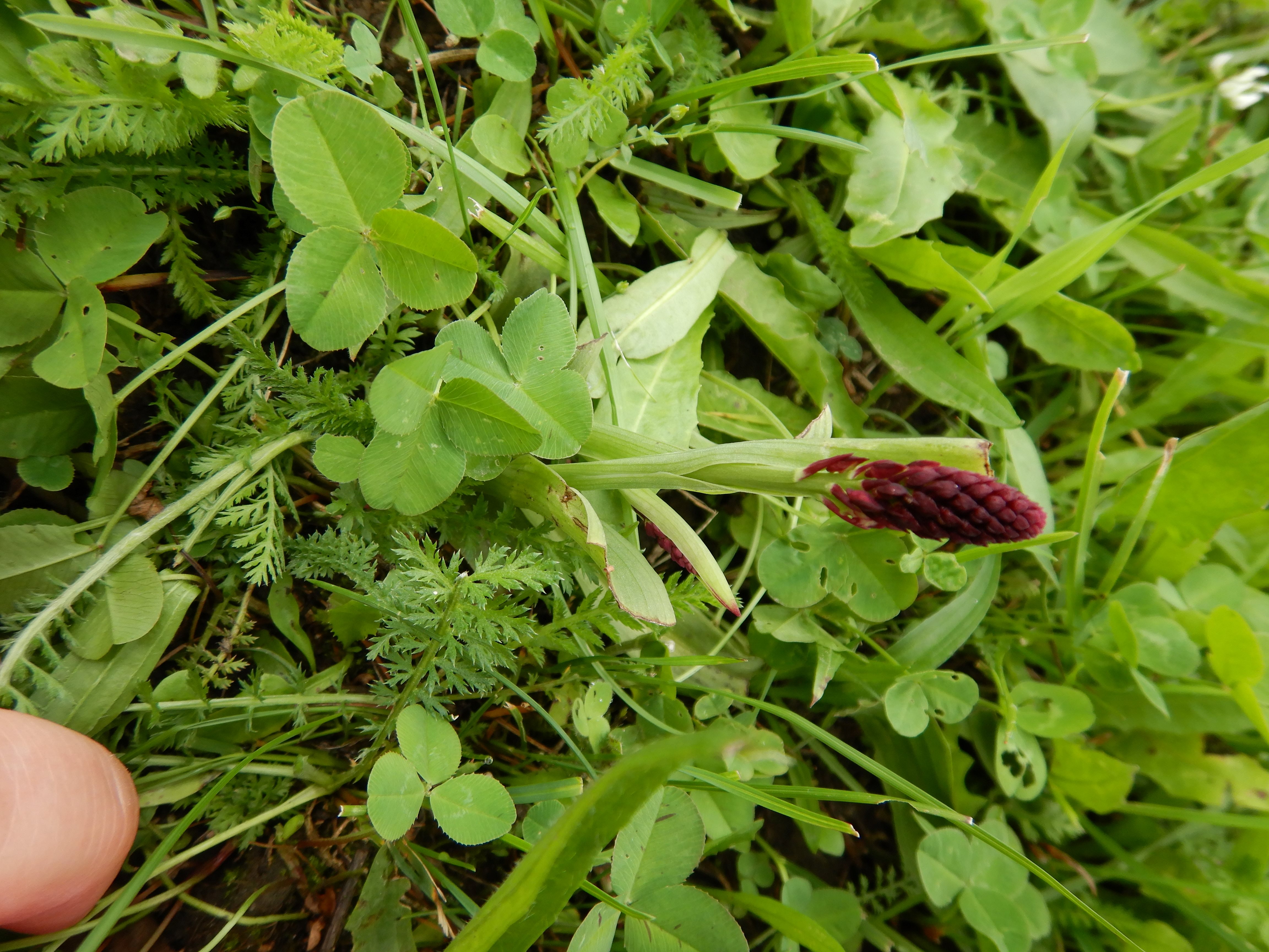 DSCN2030 neotinea ustulata aestivalis, 2023-06-24, offenberg bei pöls (stmk).jpg