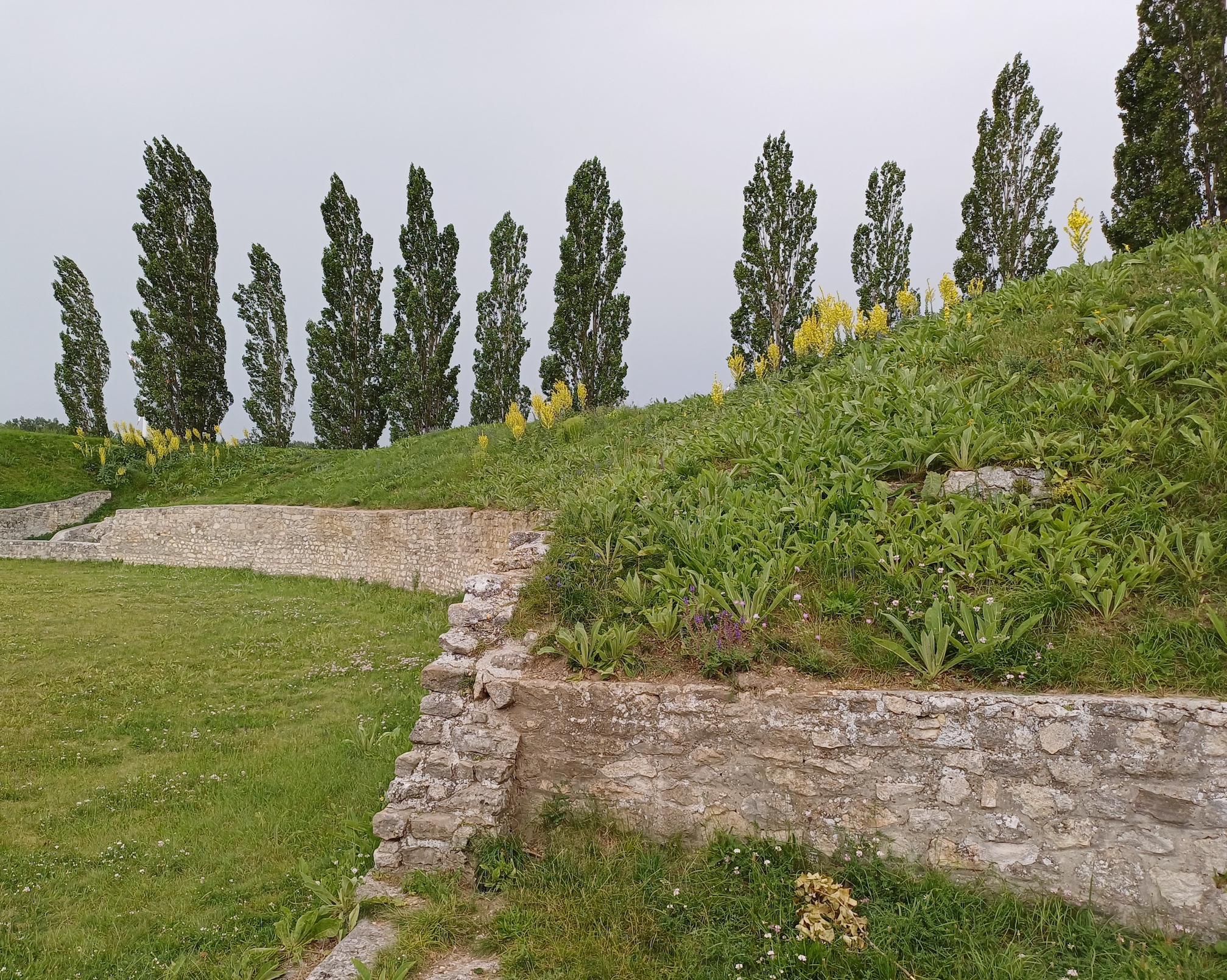 verbascum speciosum amphitheater carnuntum 20230623_160526.jpg