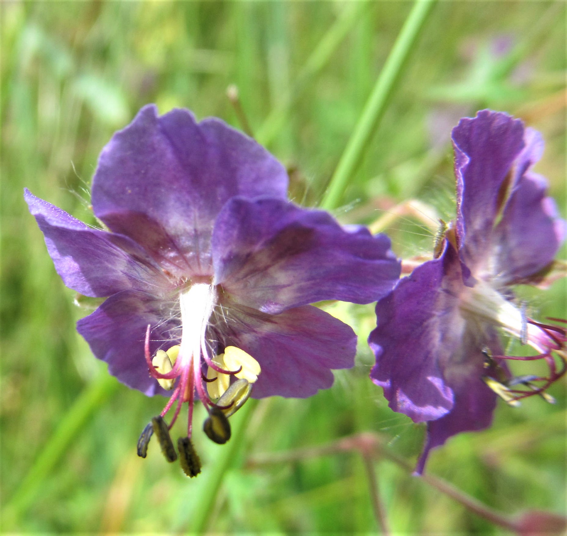 IMG_1928 Geranium phaeum ssp. lividum.JPG