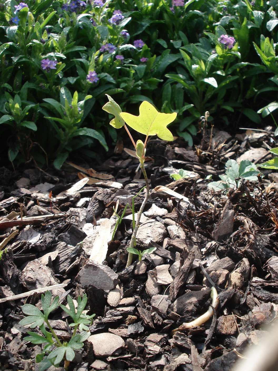 Liriodendron.tulipifera.verw.St-Gnas.Lichtenberg .16.4.19.JPG