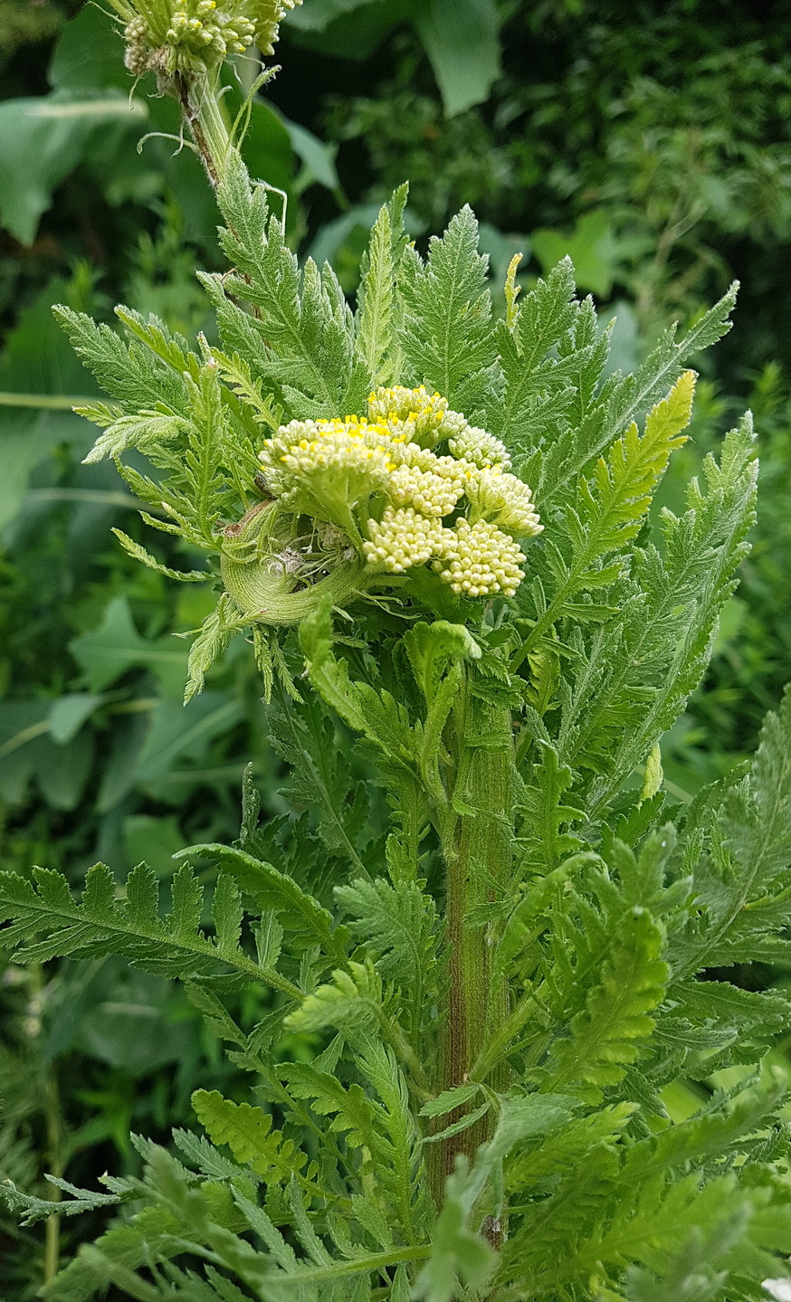 Verbänderung Garten Schafgarbe.jpg