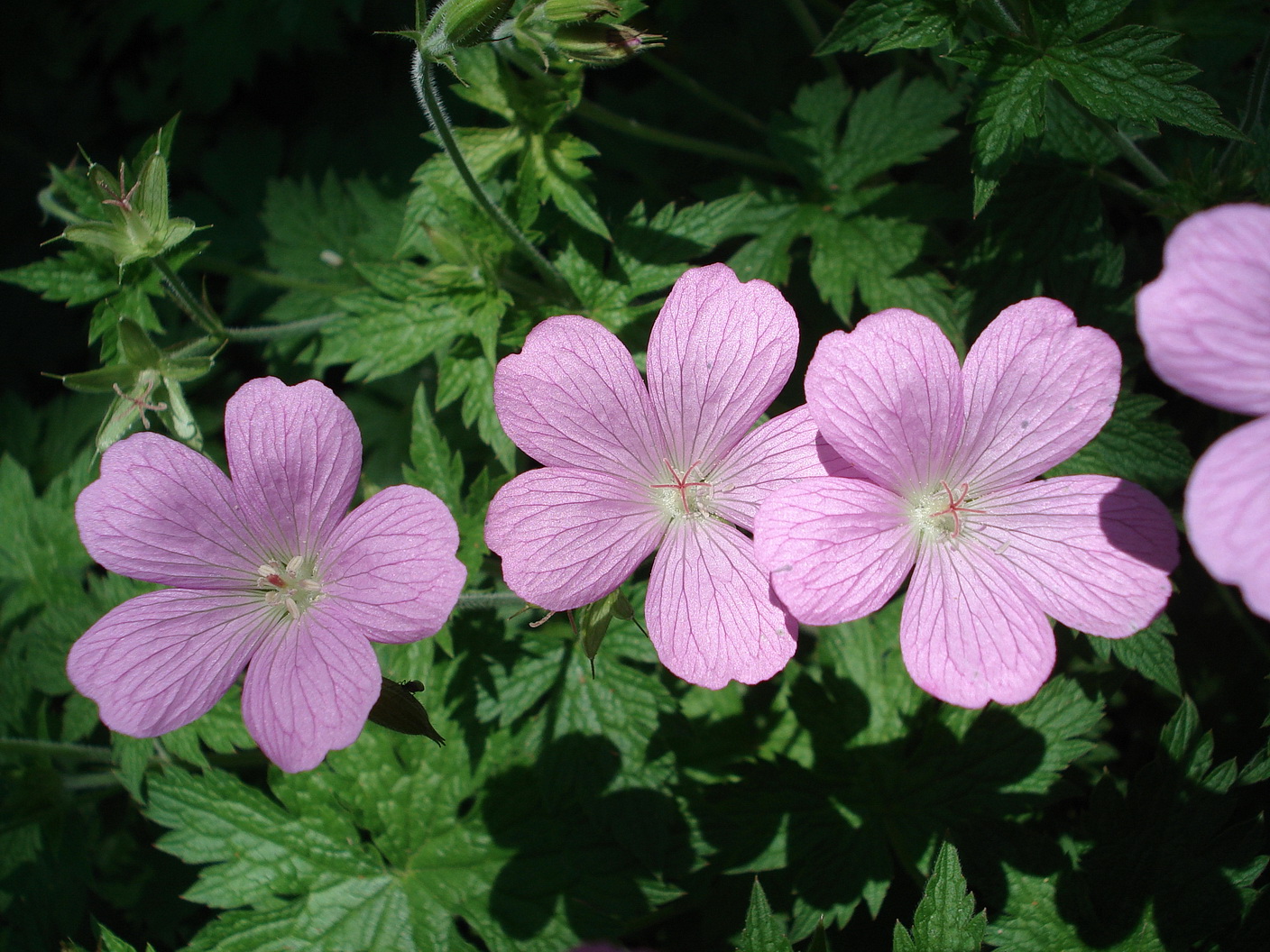 Geranium endressii Eibiswald verw..jpg