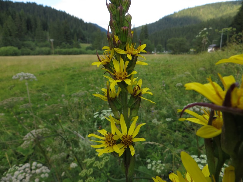 k-Ligularia sibirica.JPG