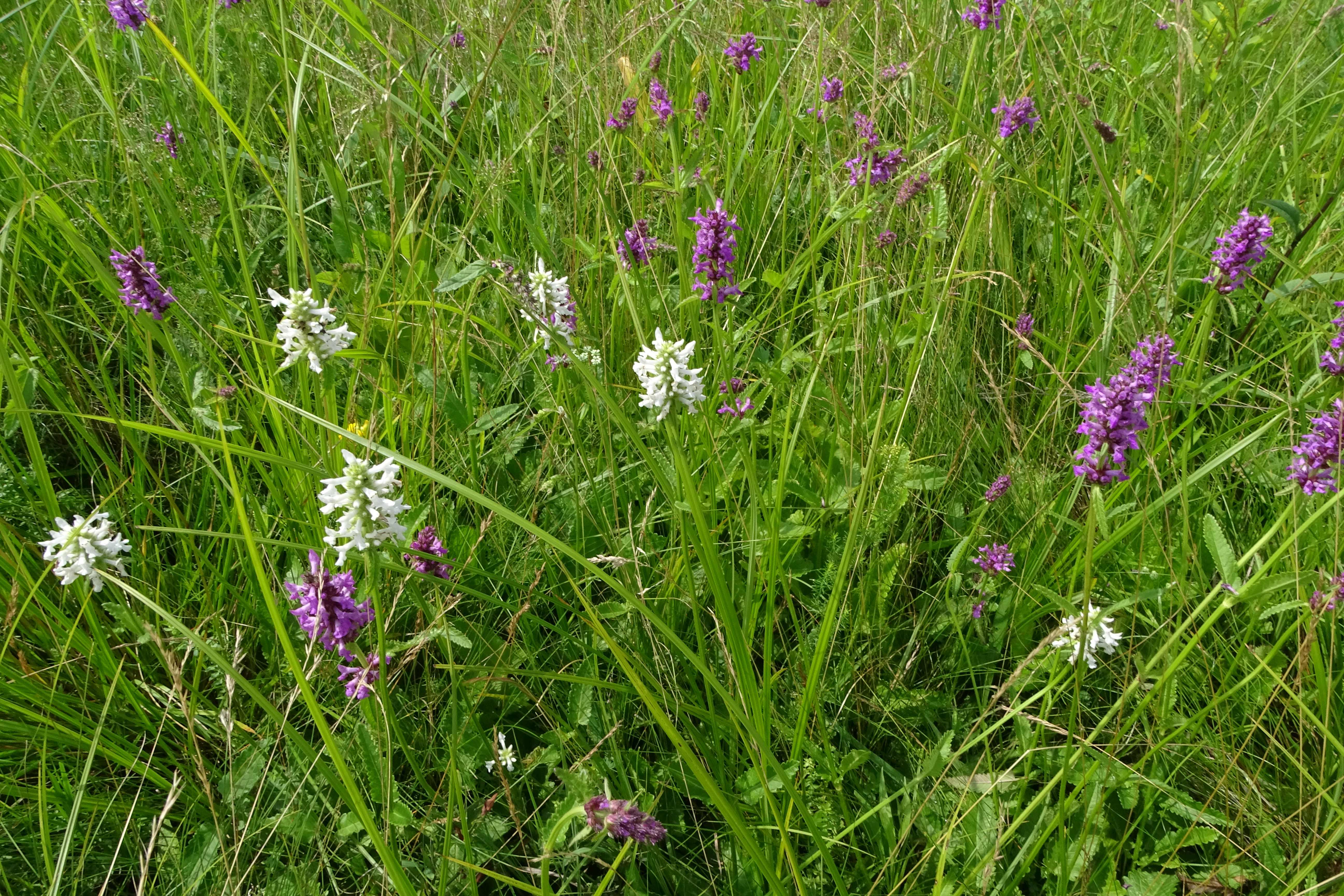 DSC08538 albinos, betonica officinalis, urbersdorf, 2023-07-04.jpg