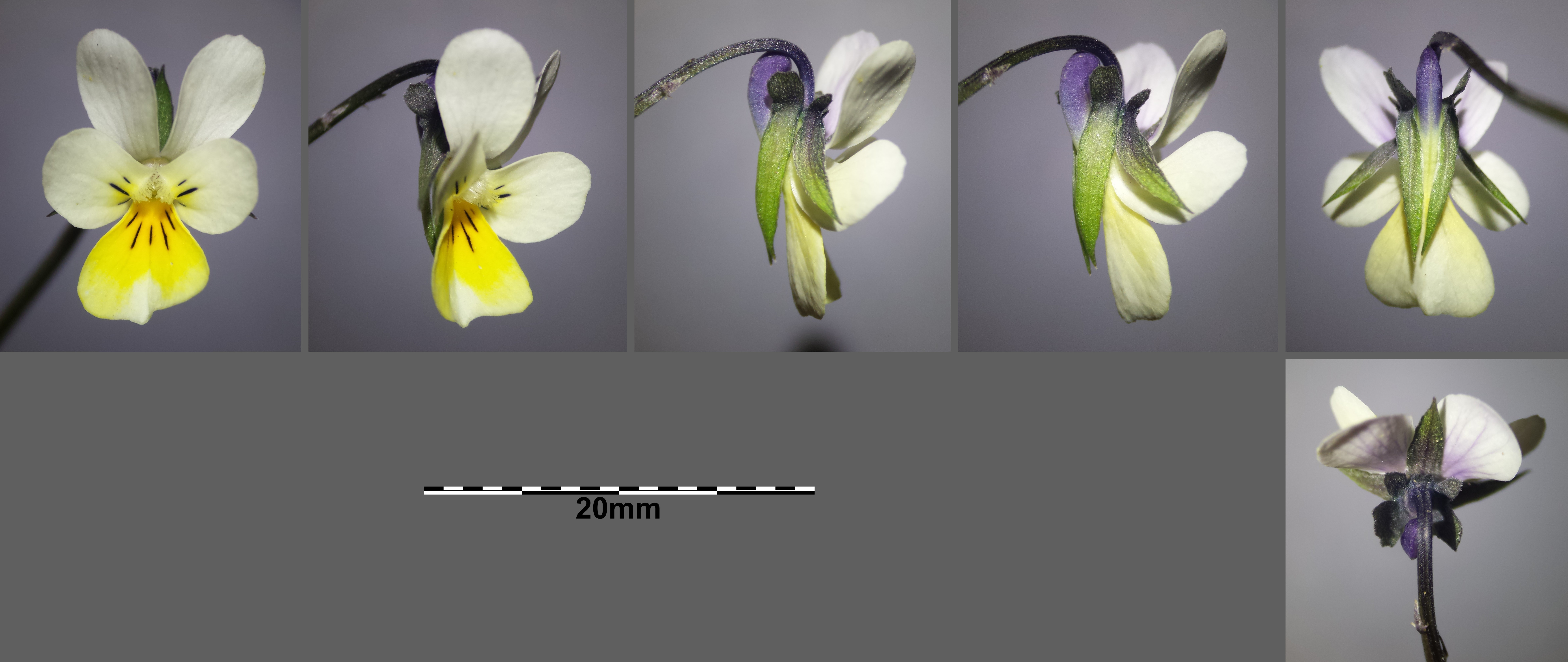 Viola arvensis subsp. arvensis Mikro11.jpg