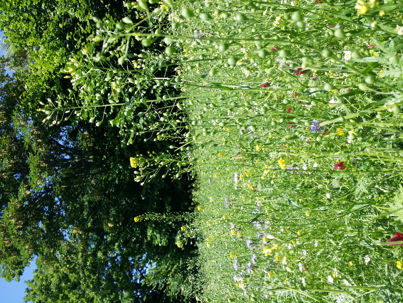 20230629_130706.jpg