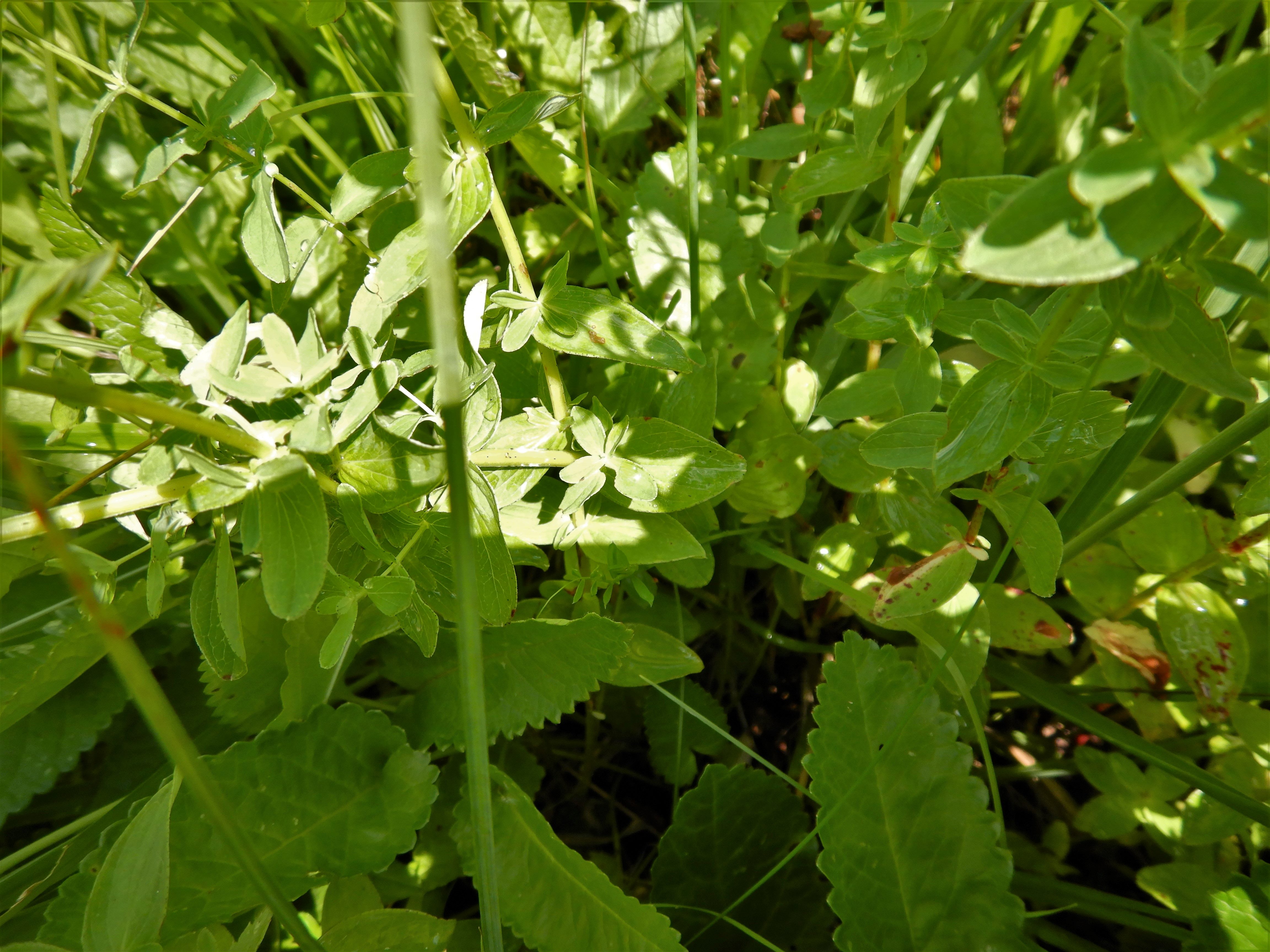 DSCN2713 hypericum cf. dubium, urbersdorf, 2023-07-04.jpg