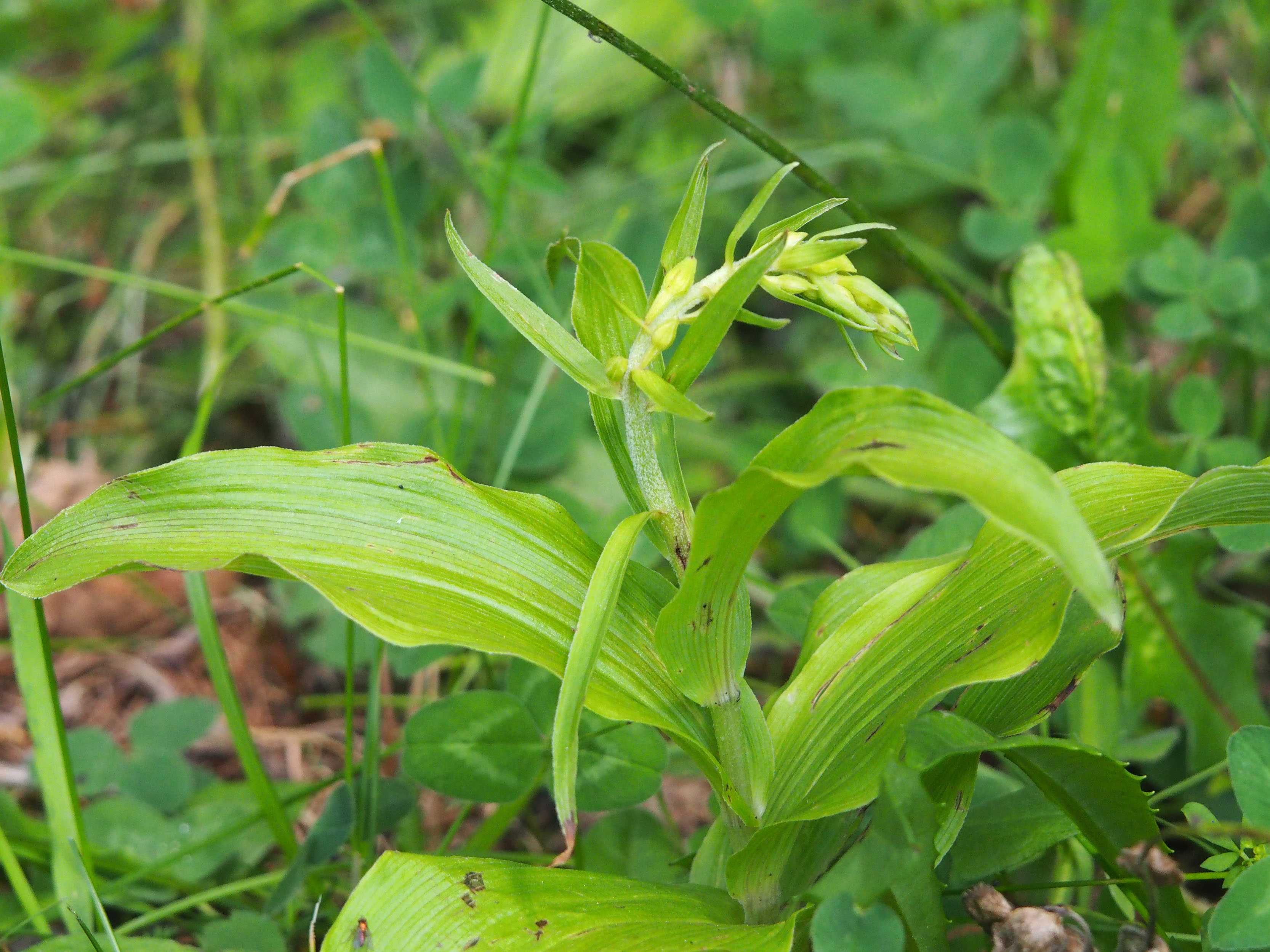 epipactis_gleinalm.jpg