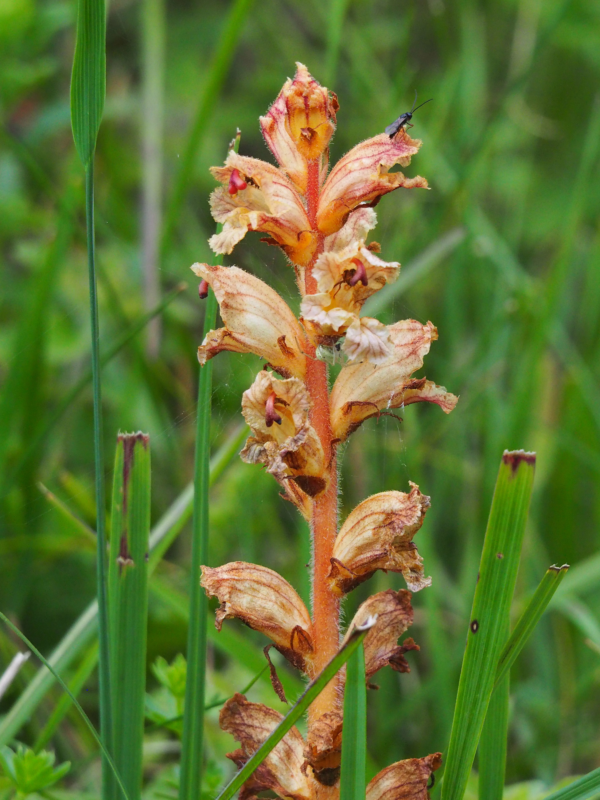 Orobanche alba.jpg