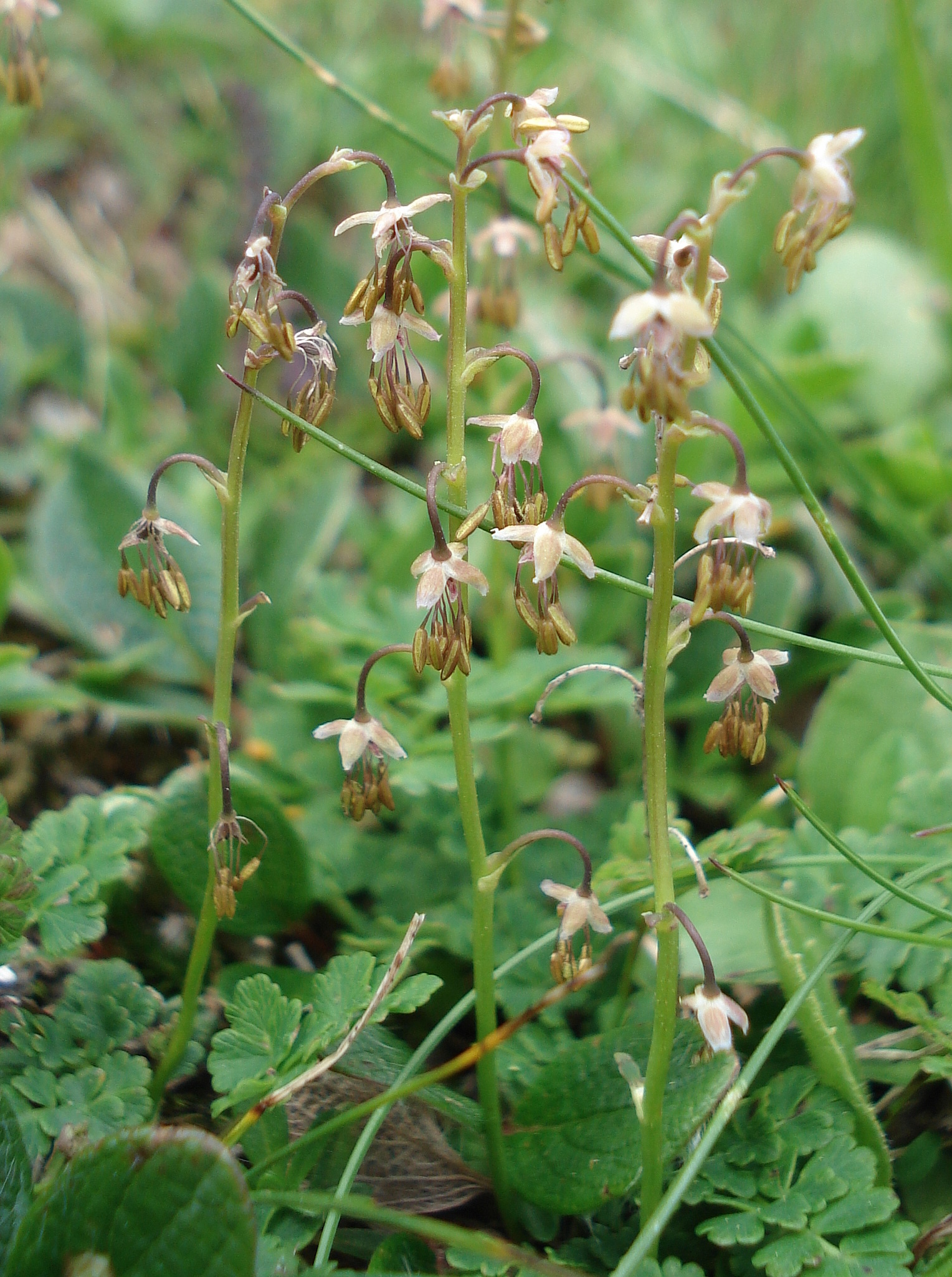 Thalictrum.alpinum.St-Kl.Zinken- Bischoflacke.JPG