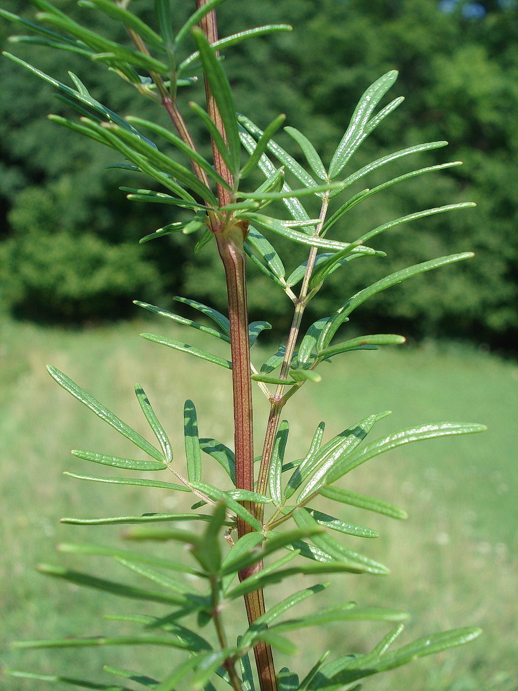 Thalictrum.simplex.ssp.tenuifolium.K-Oberschütt.jpg