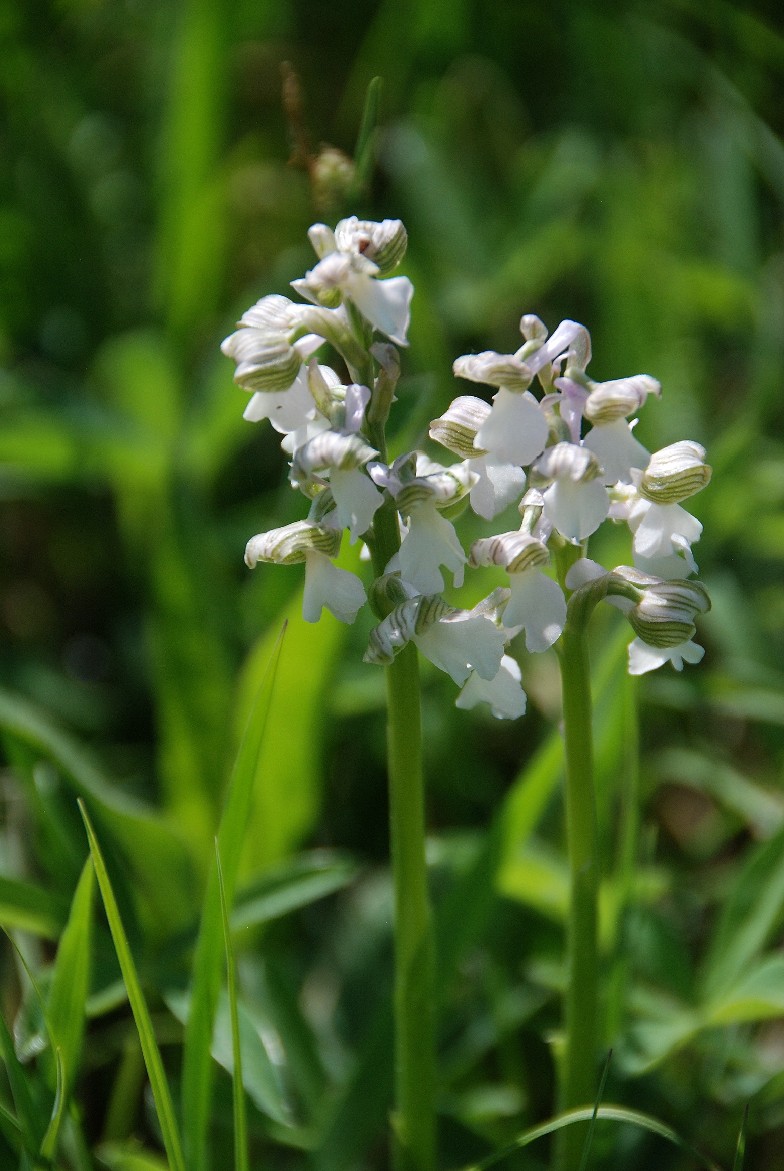 Purkersdorf-30042018-(37) - Anacamptis morio - Klein-Hundswurz.JPG