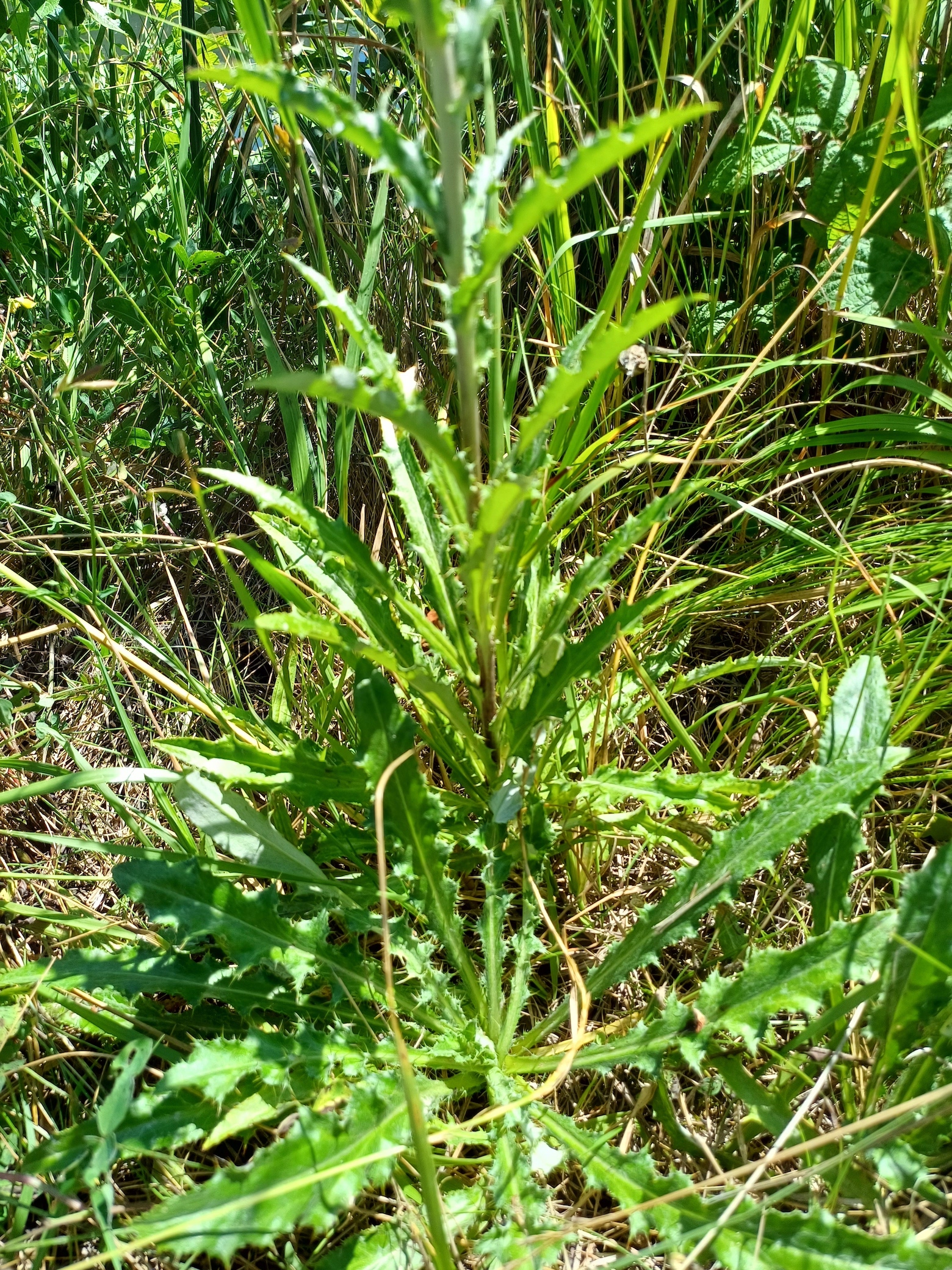 carlina vulgaris s. str. zw. Ostbahn und Fischa E gramatneusiedl 20230715_111124.jpg