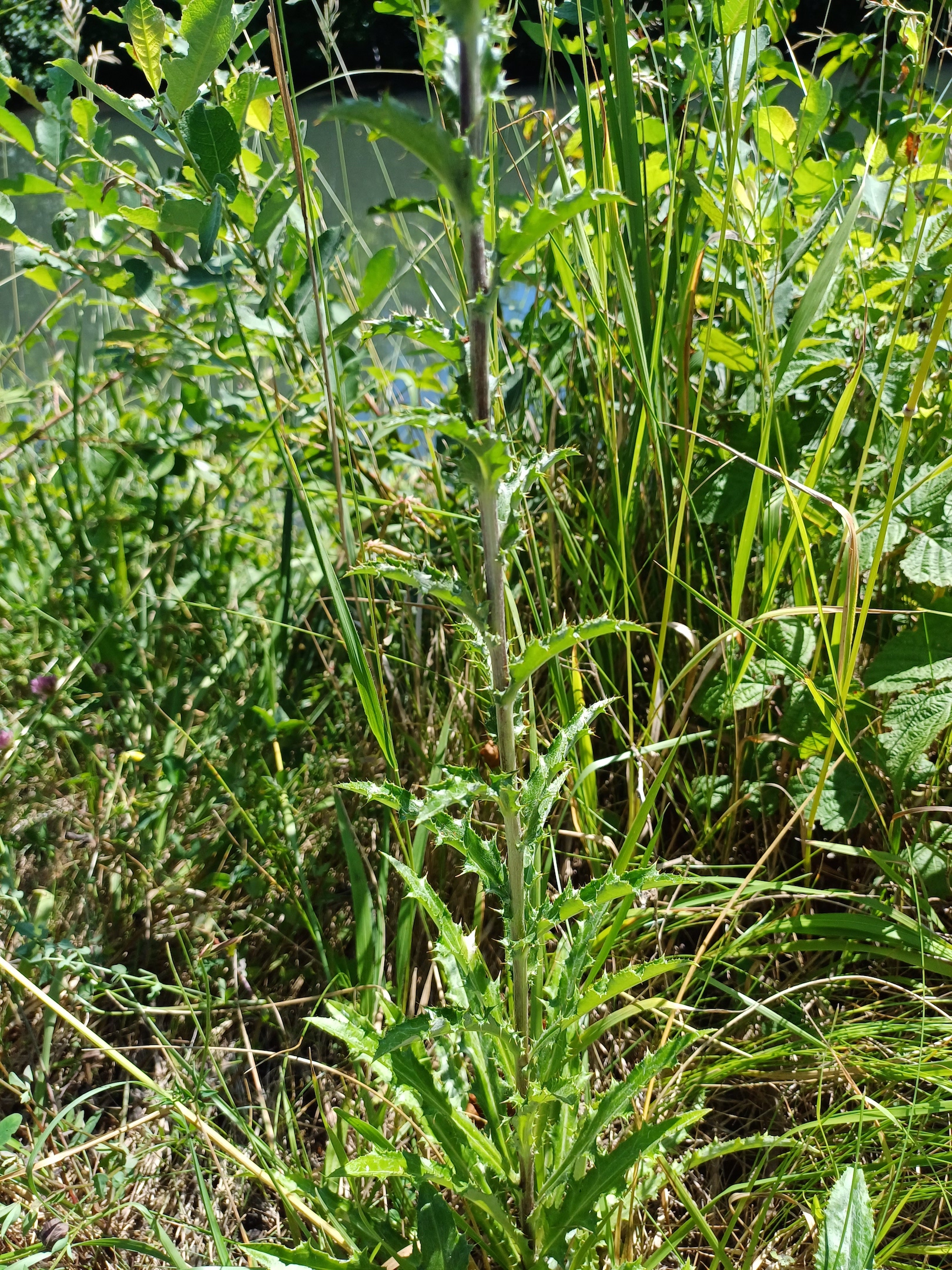 carlina vulgaris s. str. zw. Ostbahn und Fischa E gramatneusiedl 20230715_111128.jpg