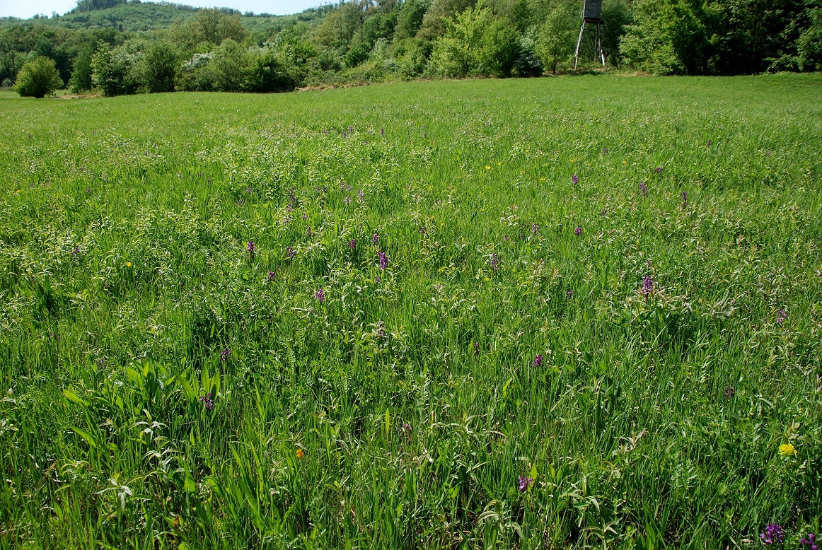 Purkersdorf-30042018-(67) - Anacamptis morio - Klein-Hundswurz.JPG