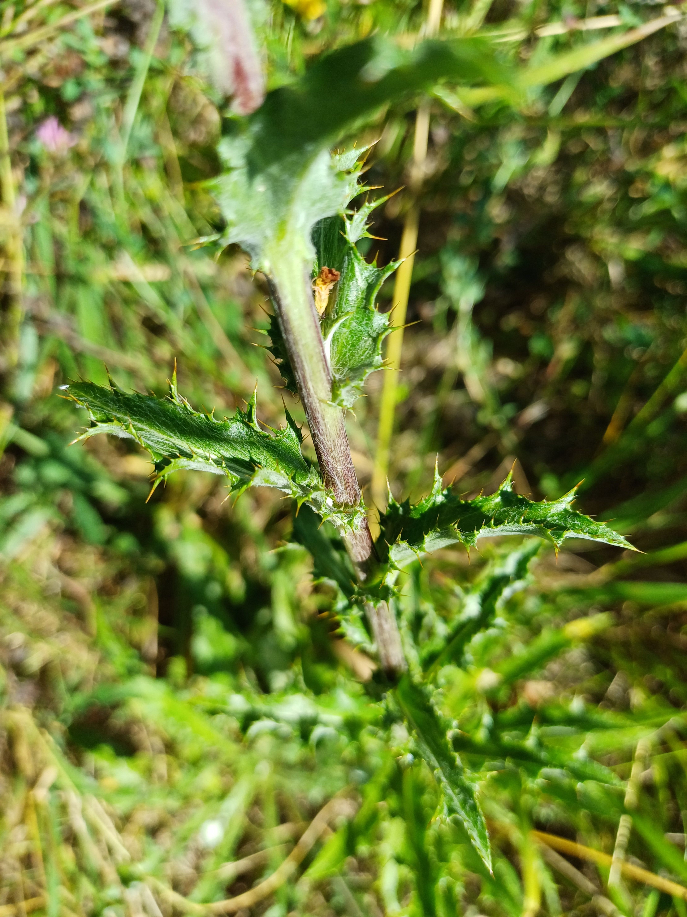 carlina vulgaris s. str. zw. Ostbahn und Fischa E gramatneusiedl 20230715_111146.jpg