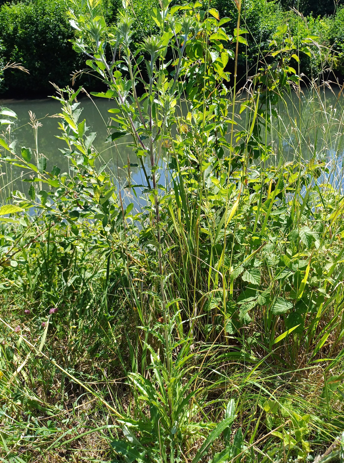 carlina vulgaris s. str. zw. Ostbahn und Fischa E gramatneusiedl 20230715_111119.jpg