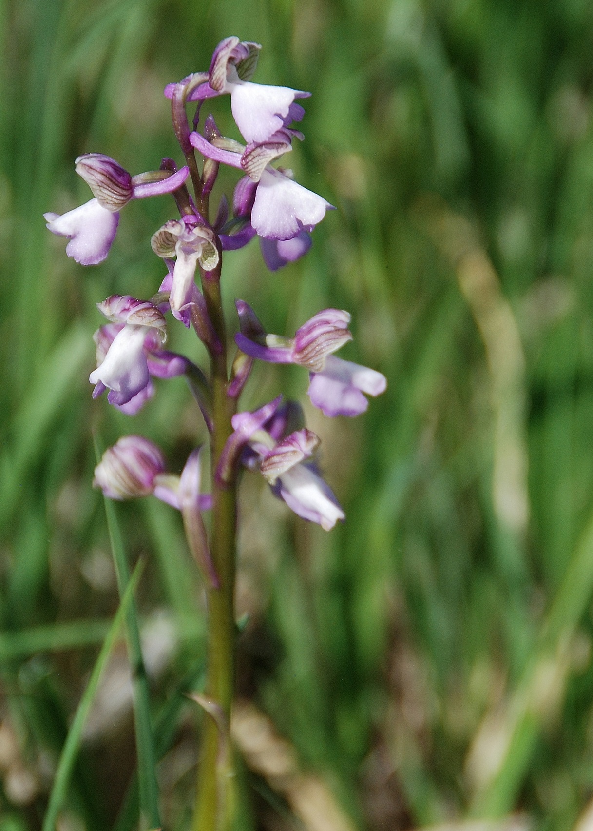 Purkersdorf-30042018-(70) - Anacamptis morio - Klein-Hundswurz.JPG