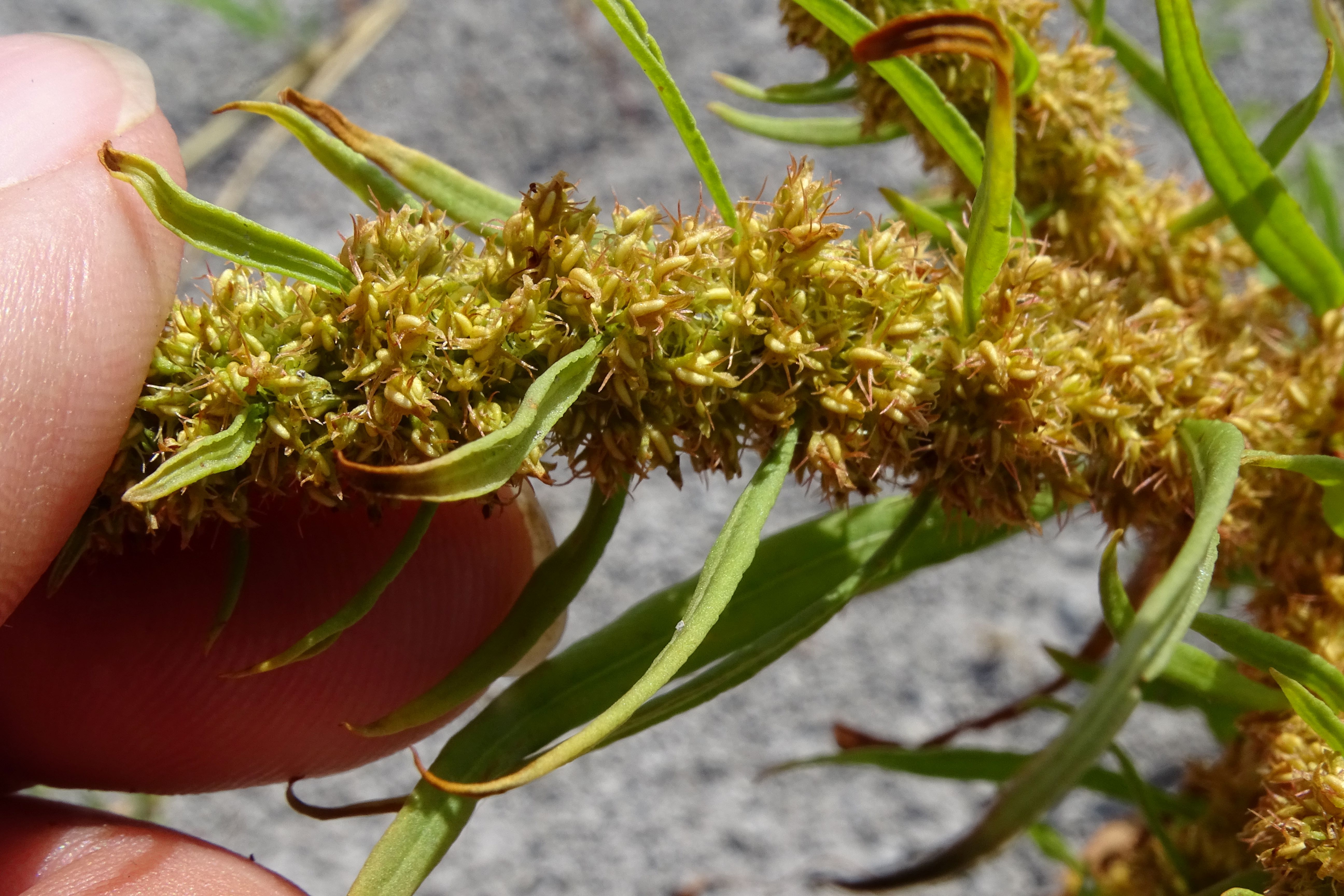 DSC08792 zicksee, 2023-07-14, rumex maritimus.jpg