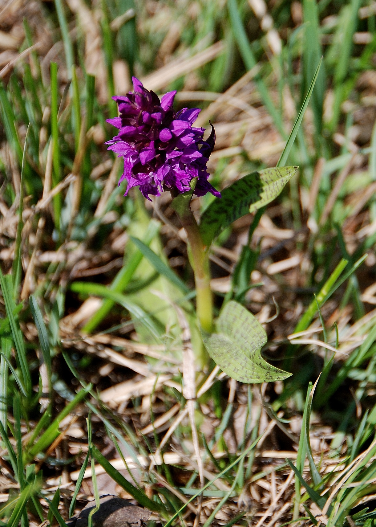 Purkersdorf-30042018-(41) - Dactylorhiza majalis - Breitblatt-Fingerwurz.JPG