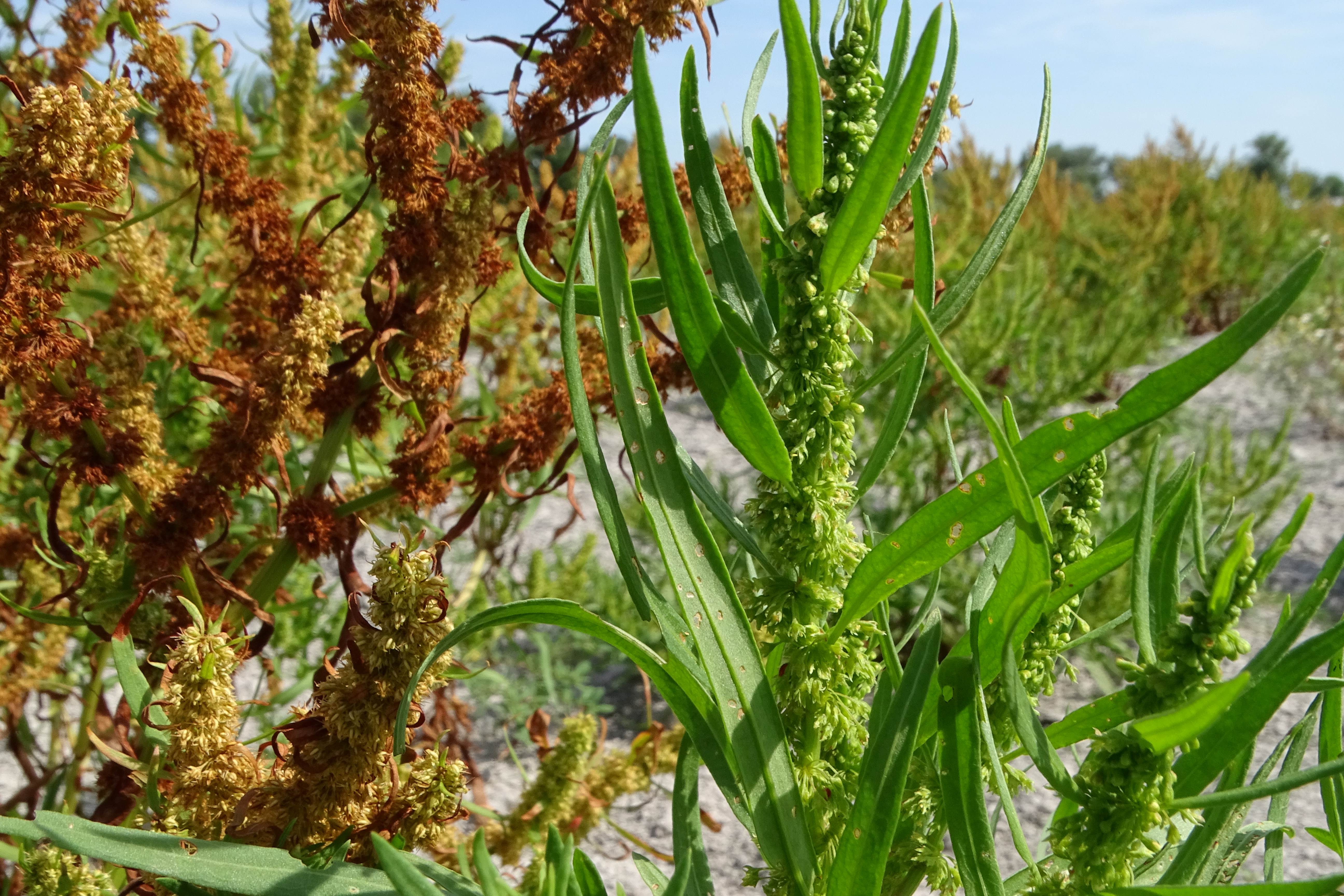 DSC08827 zicksee, 2023-07-14, rumex maritimus.jpg