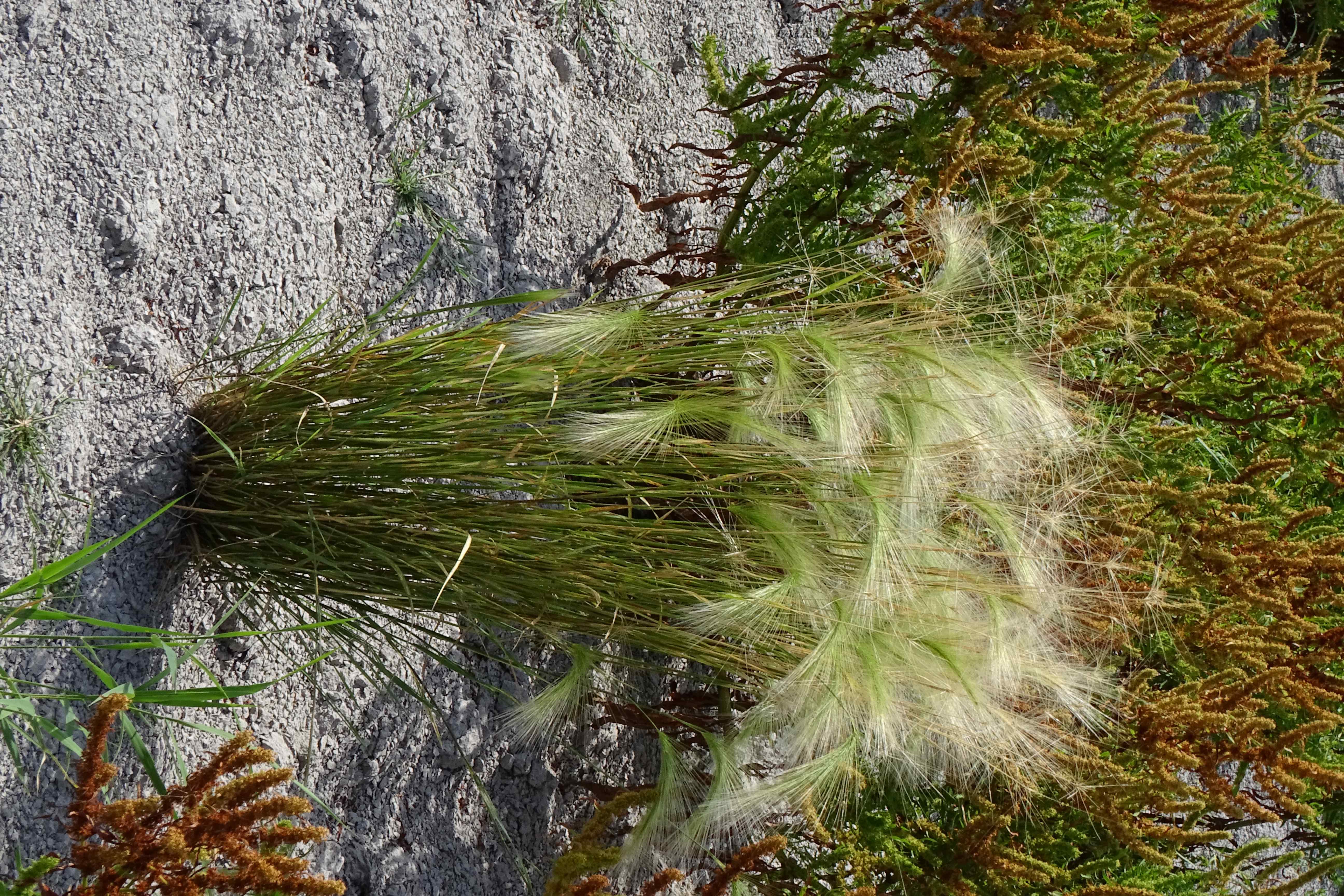 DSC08832 zicksee, 2023-07-14, hordeum jubatum, rumex maritimus.jpg