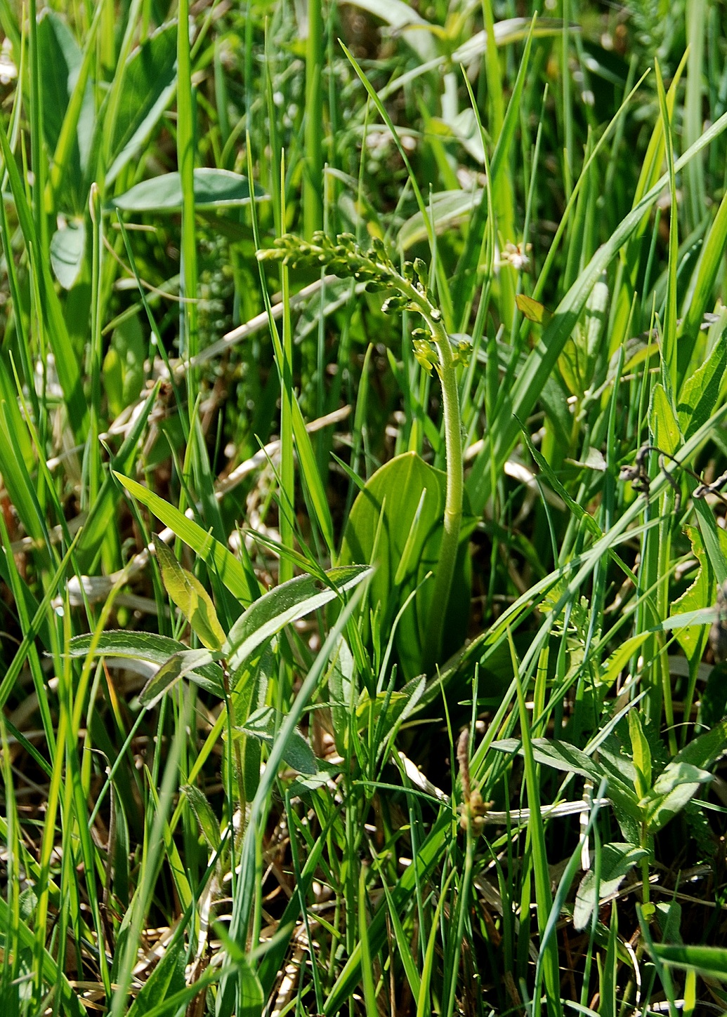 Purkersdorf-30042018-(54) - Neottia ovata - Gross-Zweiblatt.JPG