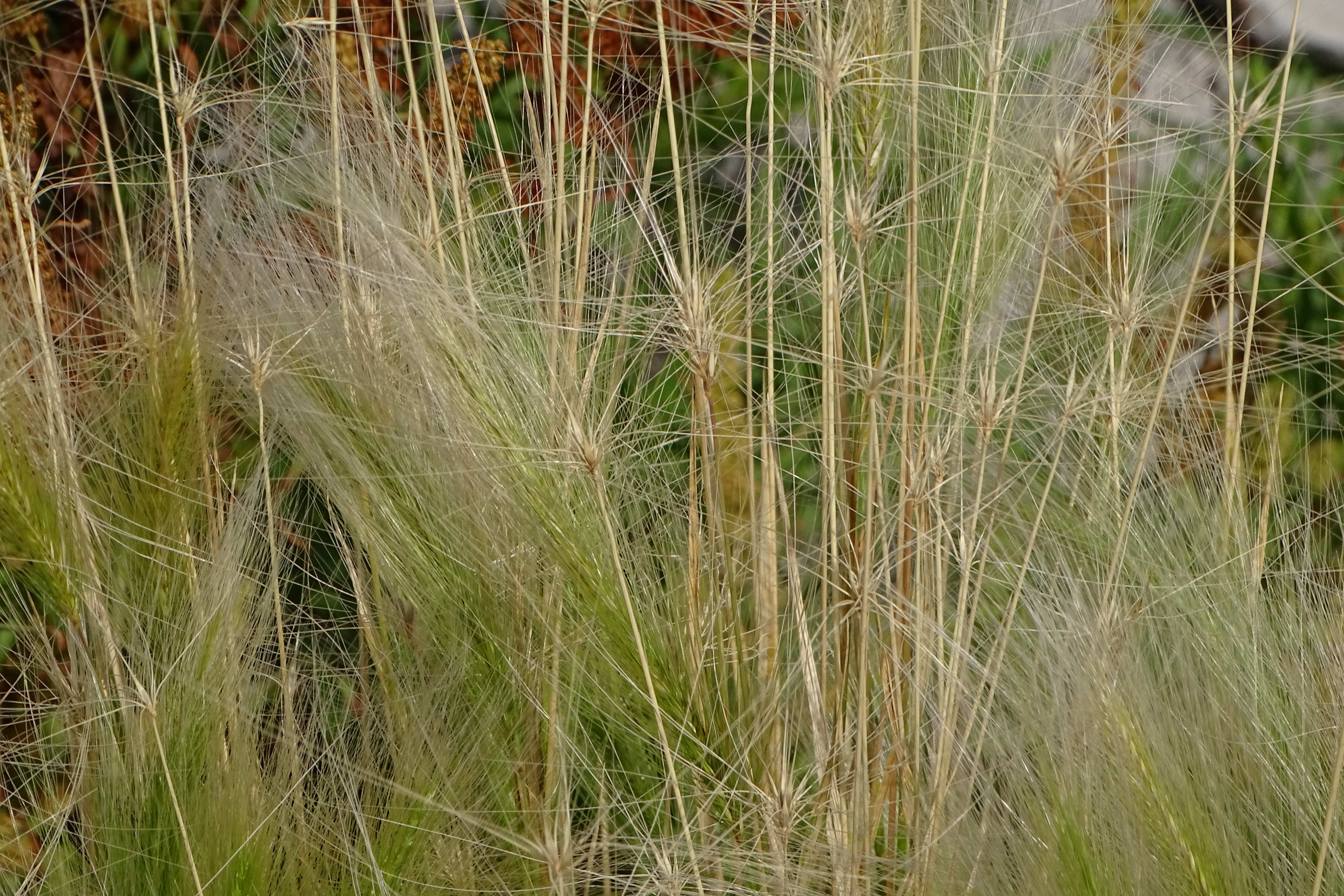 DSC08838 zicksee, 2023-07-14, hordeum jubatum.jpg