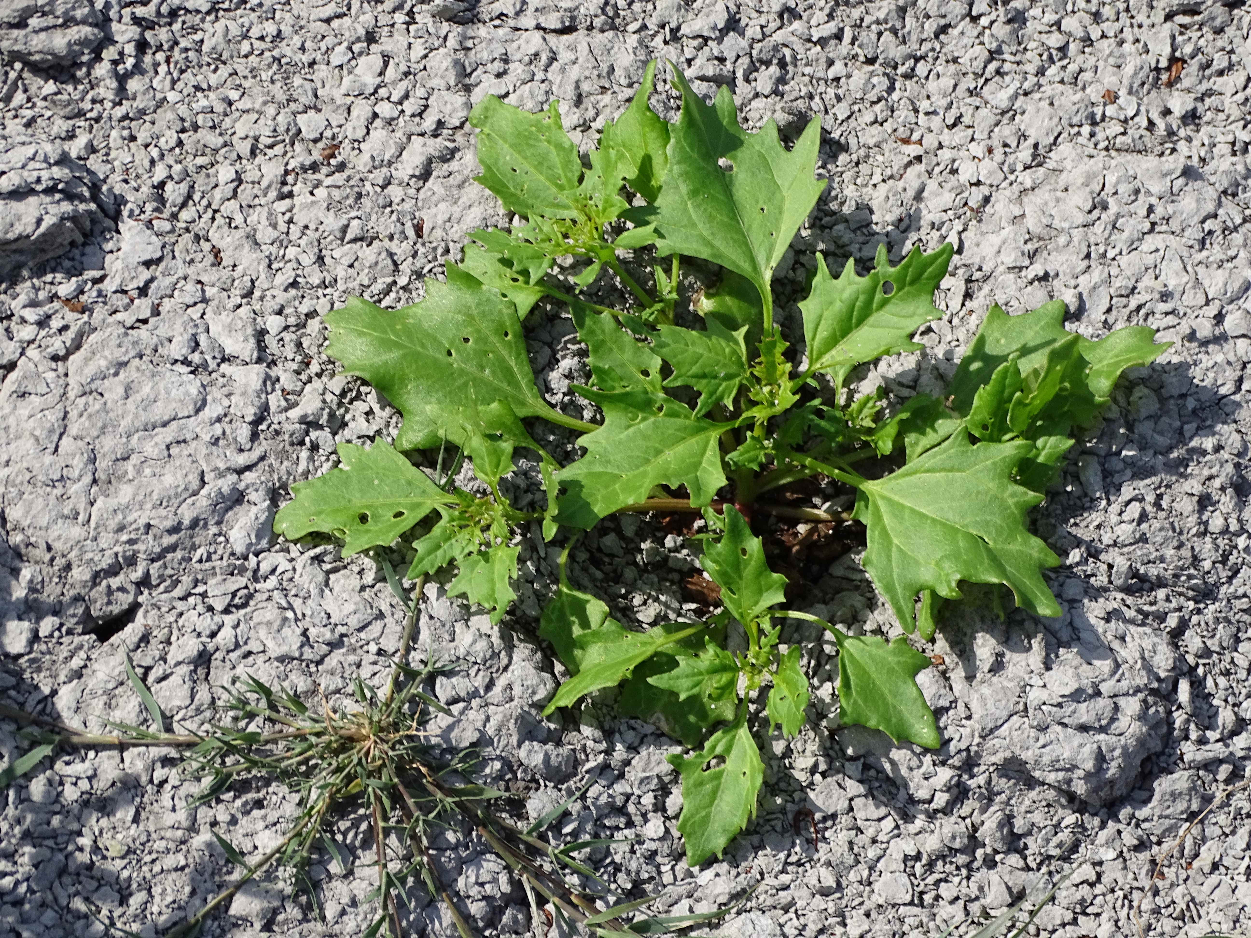 DSC08864 zicksee, 2023-07-14, chenopodium sp.jpg