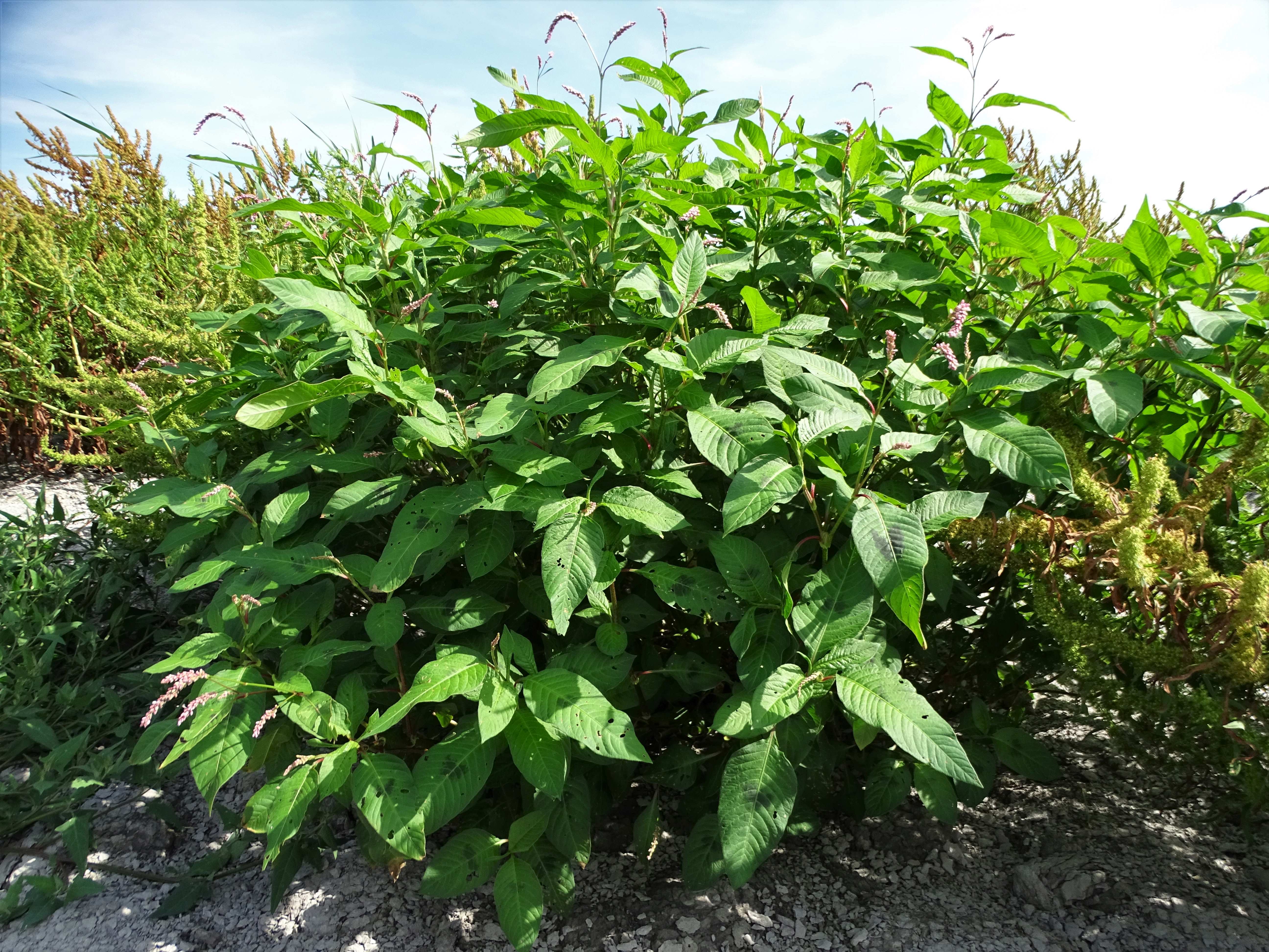 DSC08881 zicksee, 2023-07-14, persicaria cf. lapathifolia.jpg